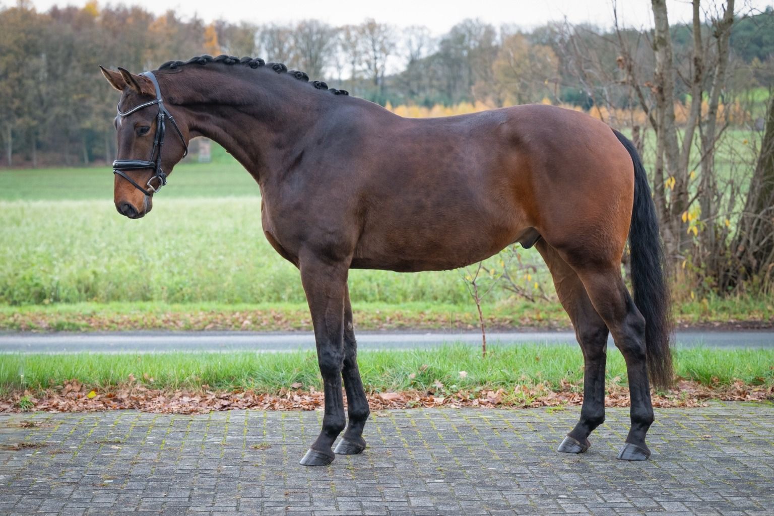 hanovarian dressuurpaard ruin 5 Jahre alt bruin zu verkaufen - Foto 2