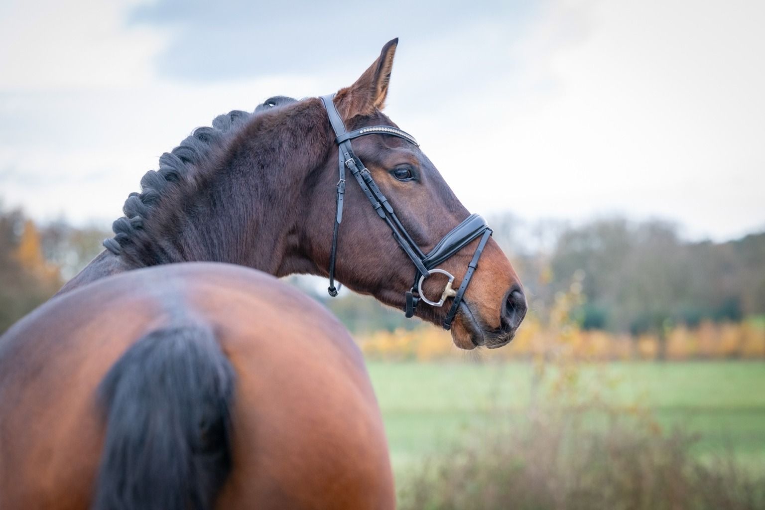 hanovarian dressuurpaard ruin 5 Jahre alt bruin zu verkaufen - Foto 5
