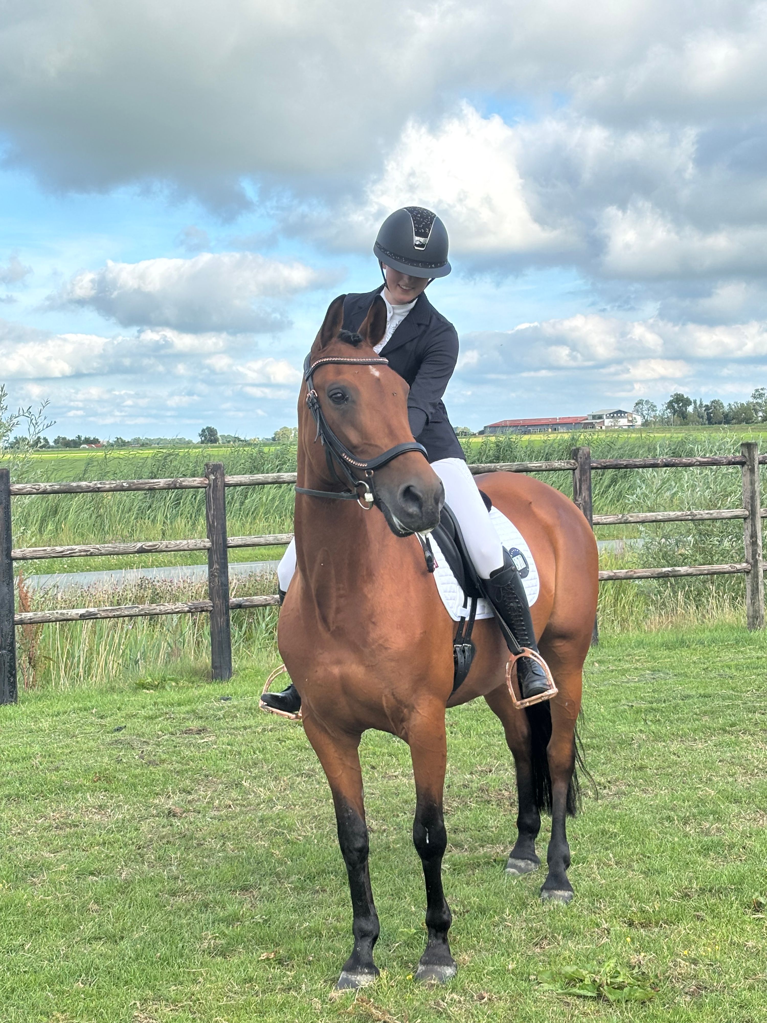 allround-pony merrie 11 jaar donkerbruin te koop - Foto 6