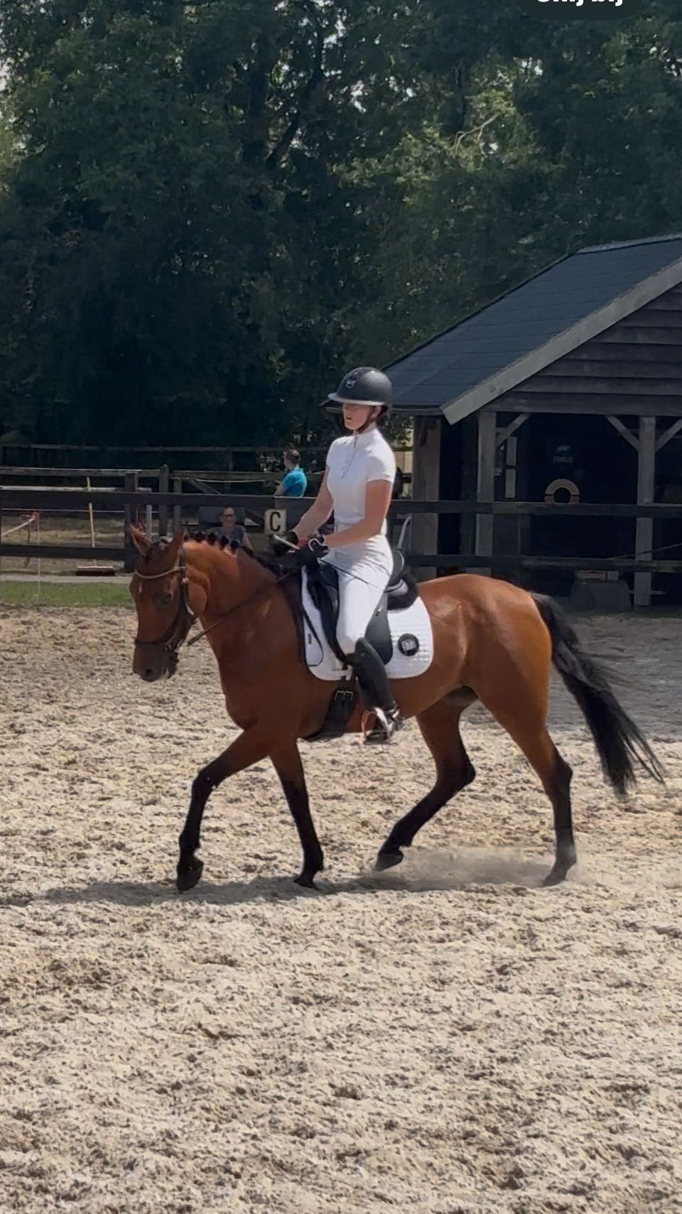 allround-pony merrie 11 jaar donkerbruin te koop - Foto 5