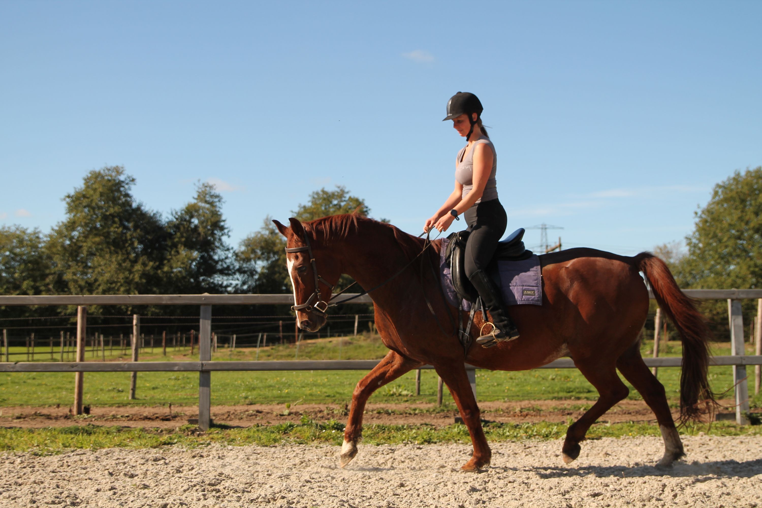 kwpn dressuurpaard ruin 17 Jahre alt vos zu verkaufen - Foto 3