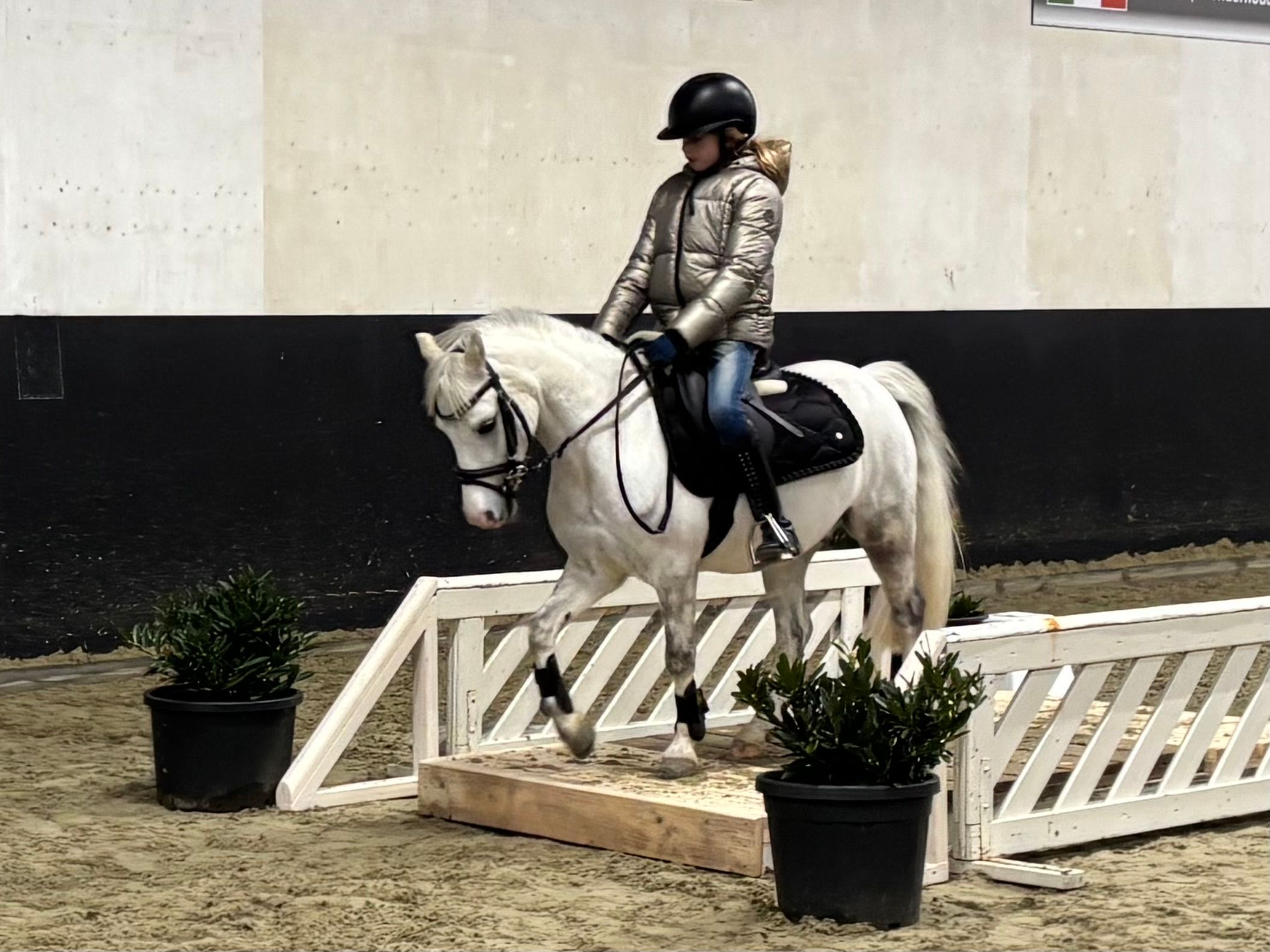 welsh allround-pony ruin 11 år schimmel til salgs - Foto 5