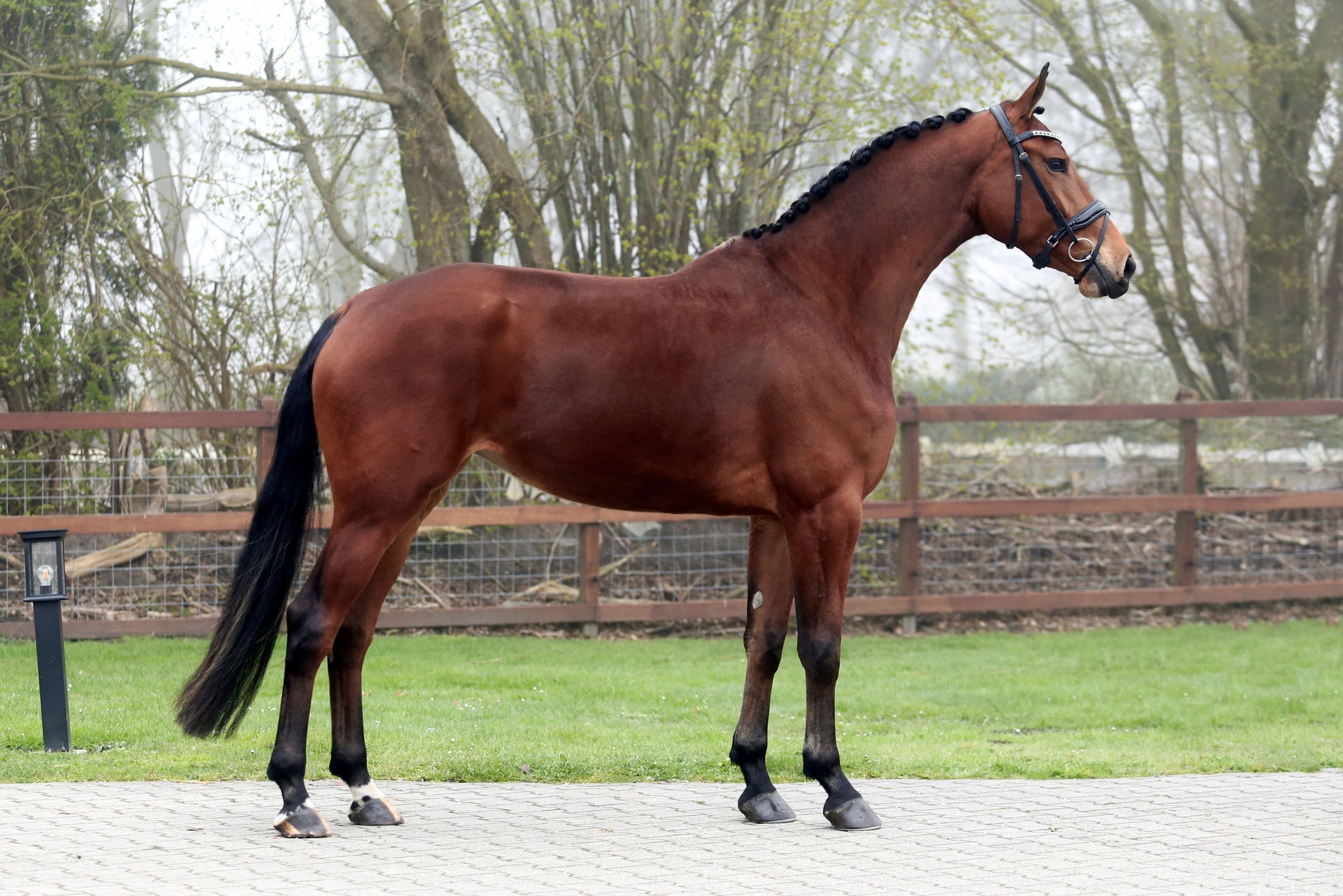 Talented mare