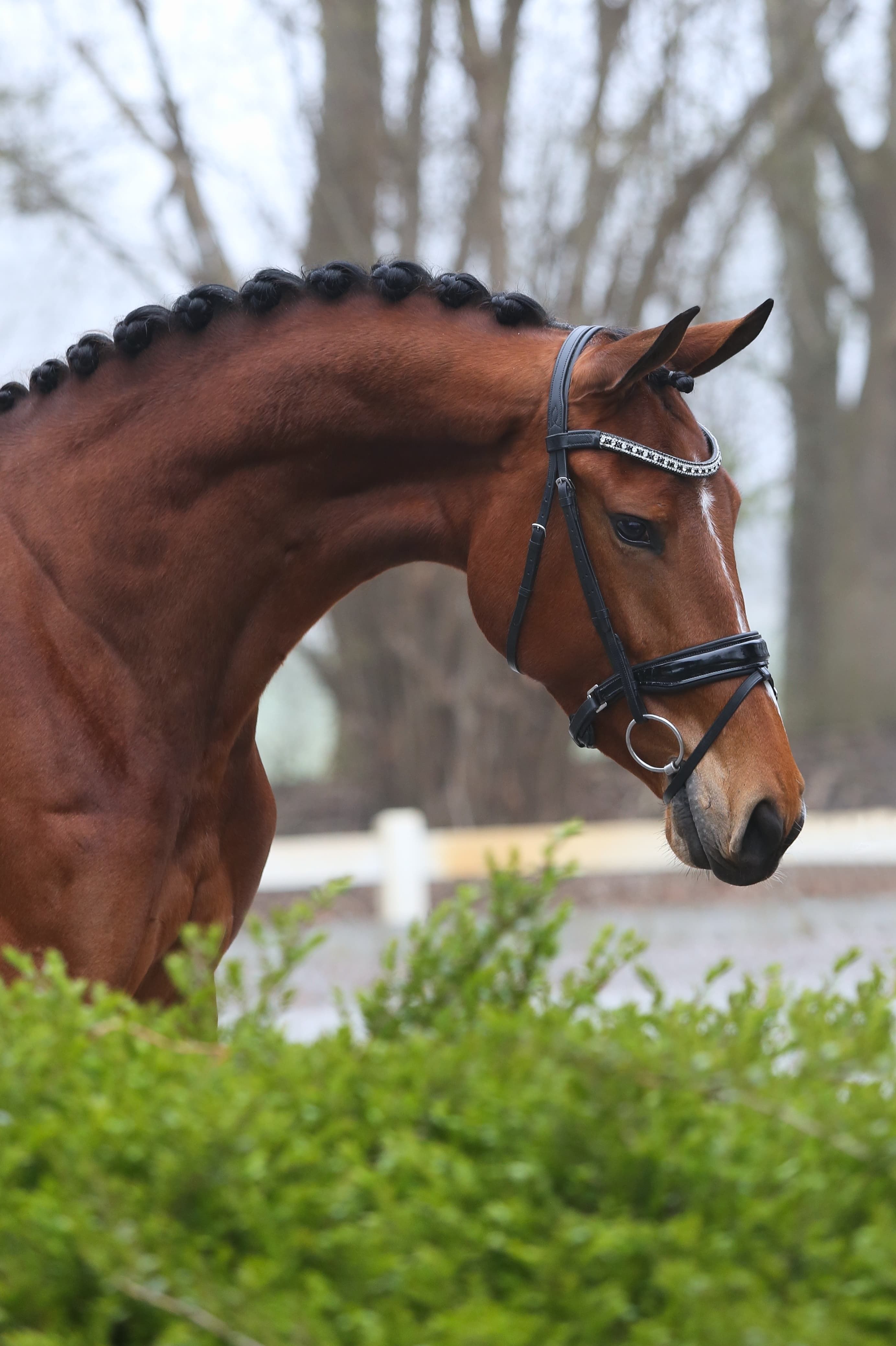 kwpn dressuurpaard merrie 4 år donkerbruin til salg - Foto 2