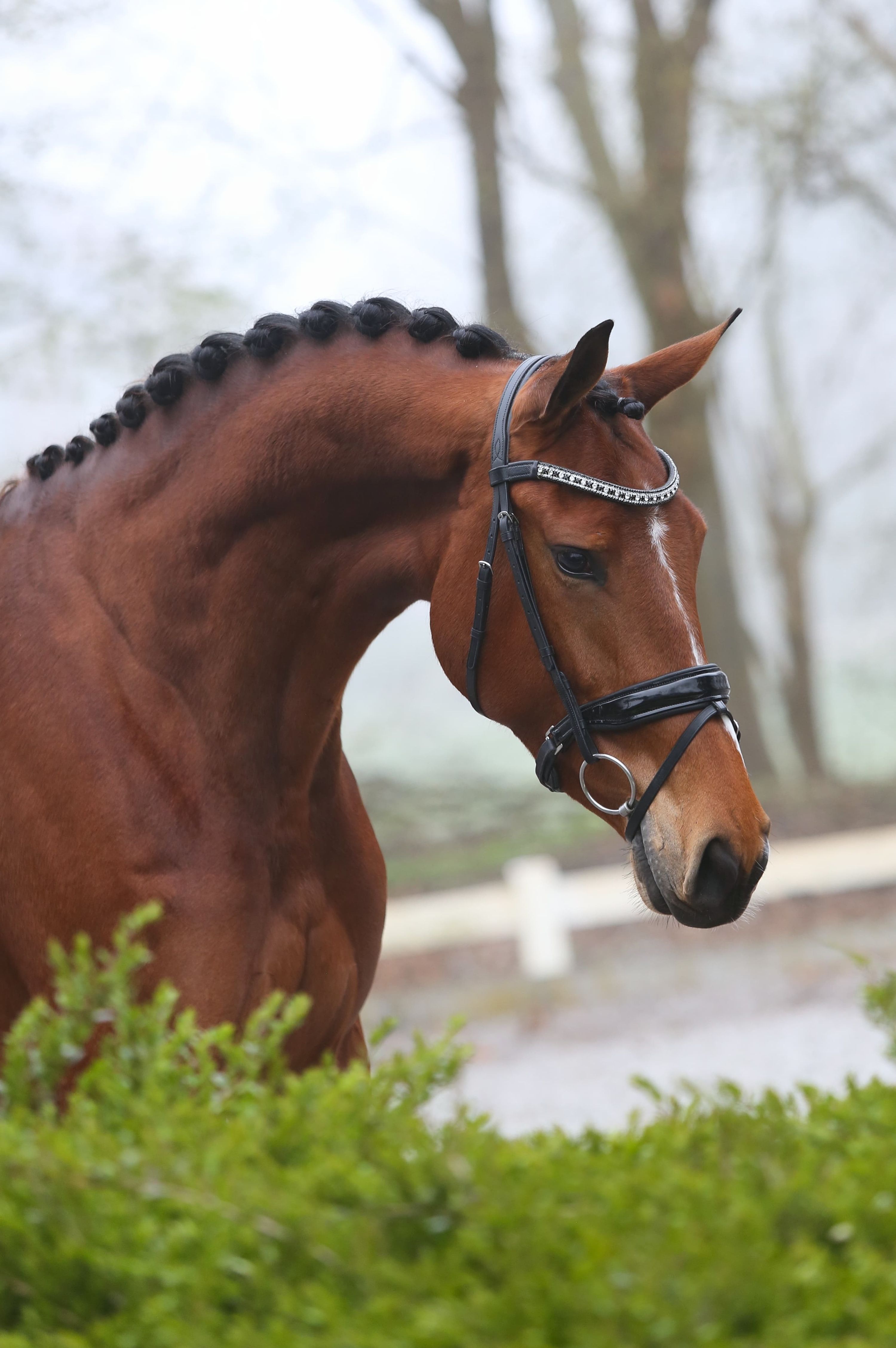 kwpn dressuurpaard merrie 4 år donkerbruin til salg - Foto 3