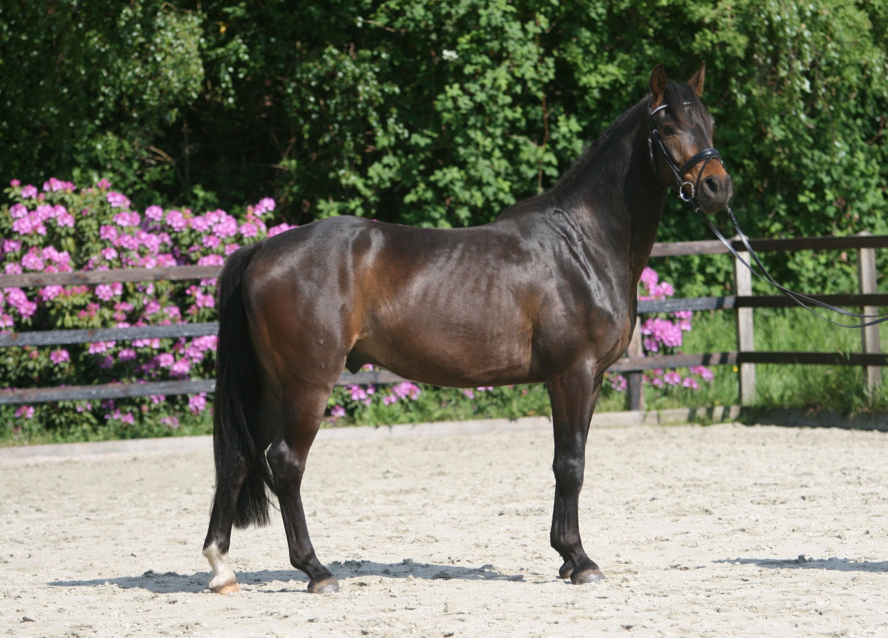 3 jr zeer chique ruin uit goede dressuurstam