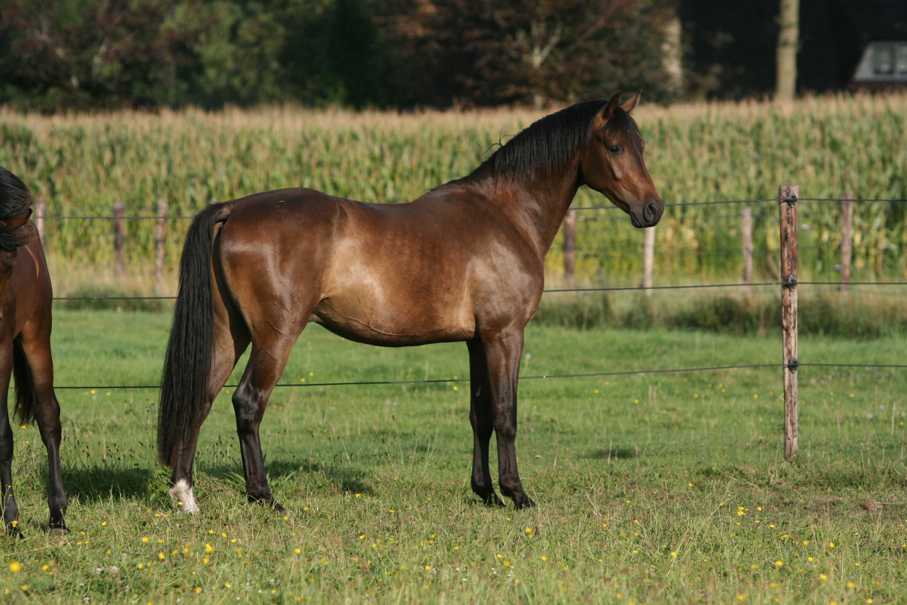 kwpn dressuurpaard ruin 3 ani donkerbruin de vânzare - Foto 3