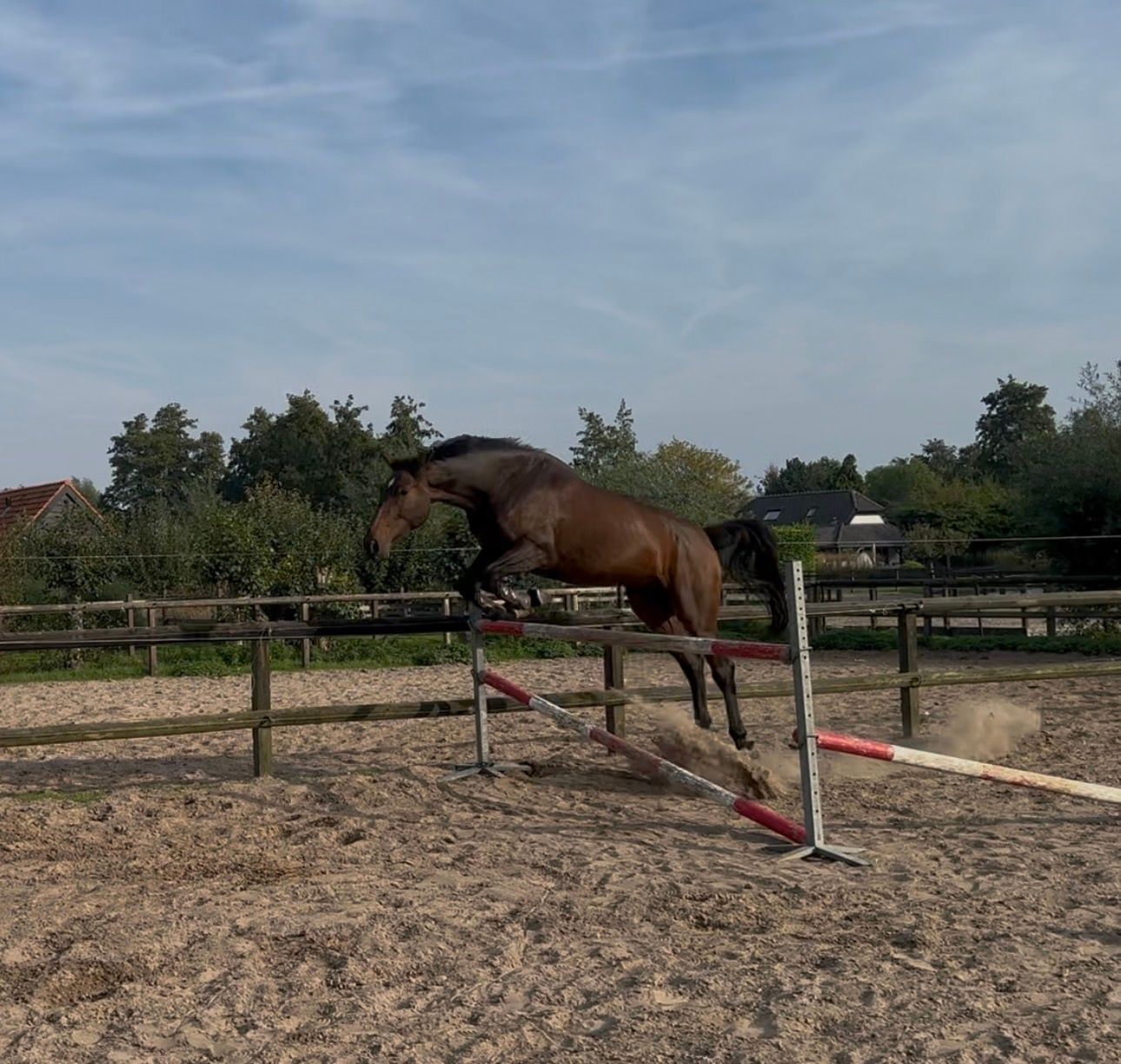 springpaard ruin 4 years old donkerbruin for sale - Photo 5