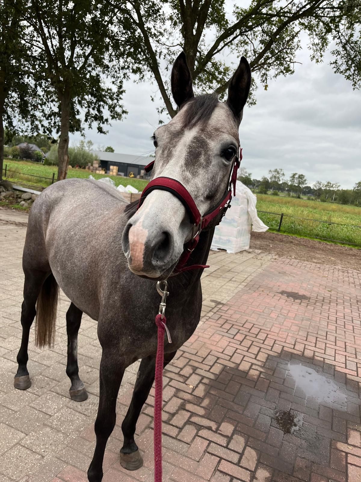 Sweet and talented jumping pony