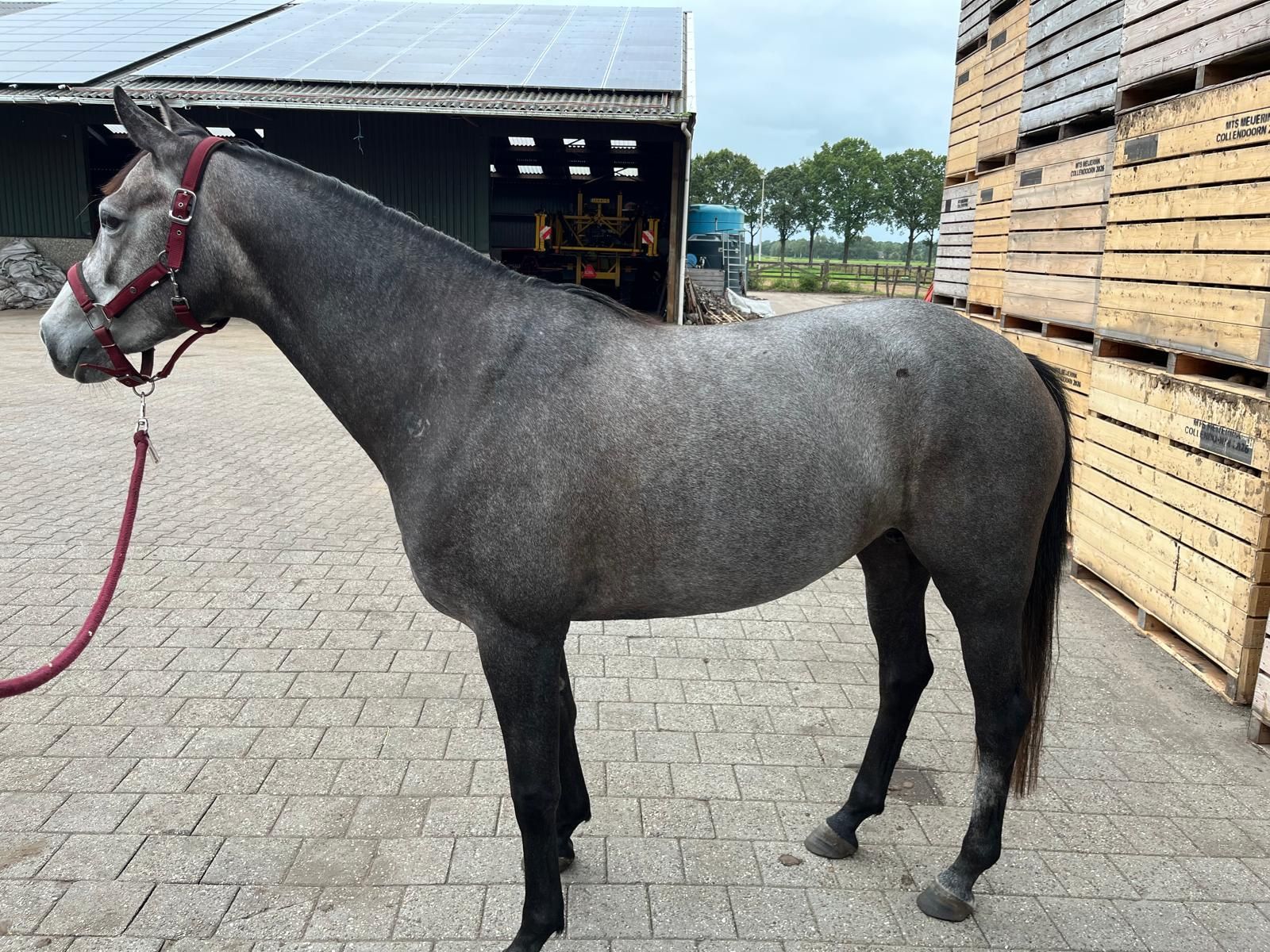 zangersheide springpony merrie 5 years old schimmel for sale - Photo 3