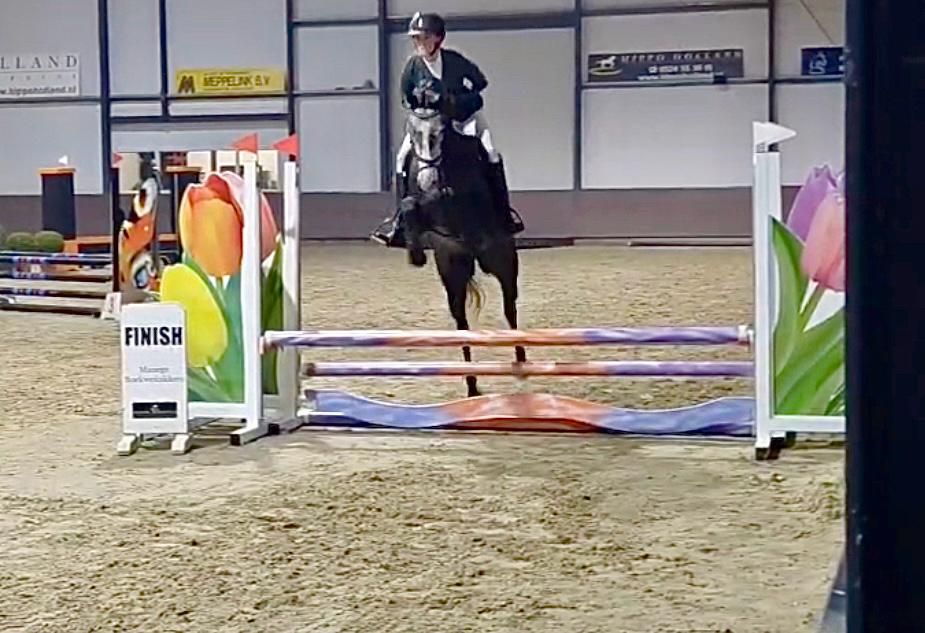 zangersheide springpony merrie 5 years old schimmel for sale - Photo 2