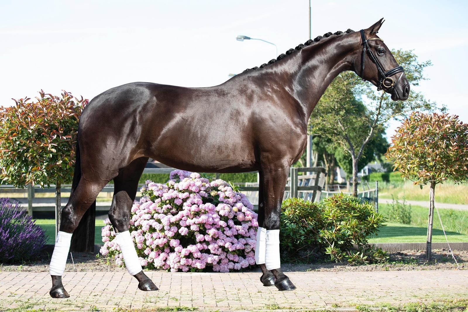 kwpn fokmerrie merrie 21 rokov donkerbruin na predaj - Foto 2