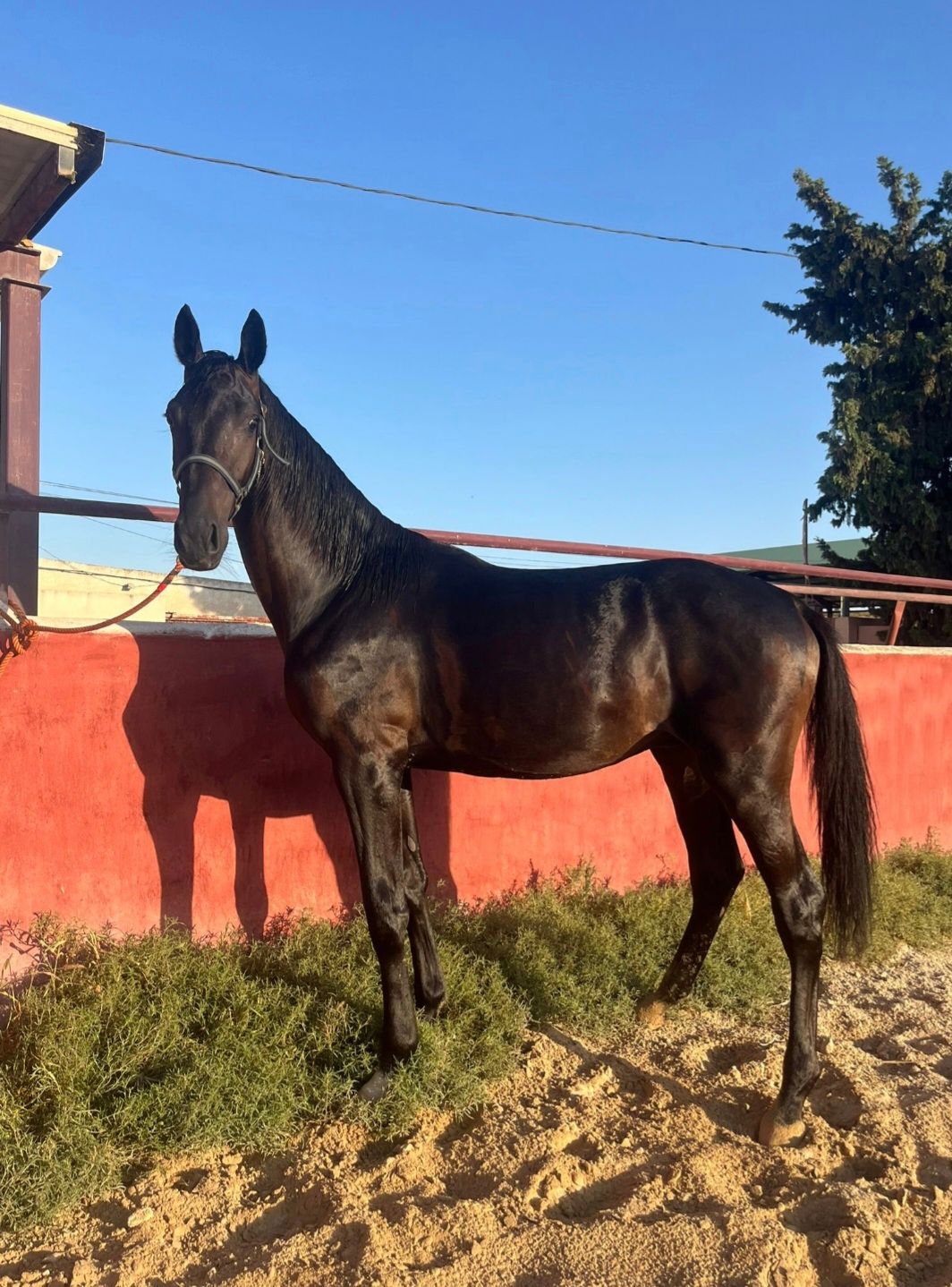 kwpn fokmerrie merrie 21 rokov donkerbruin na predaj - Foto 4