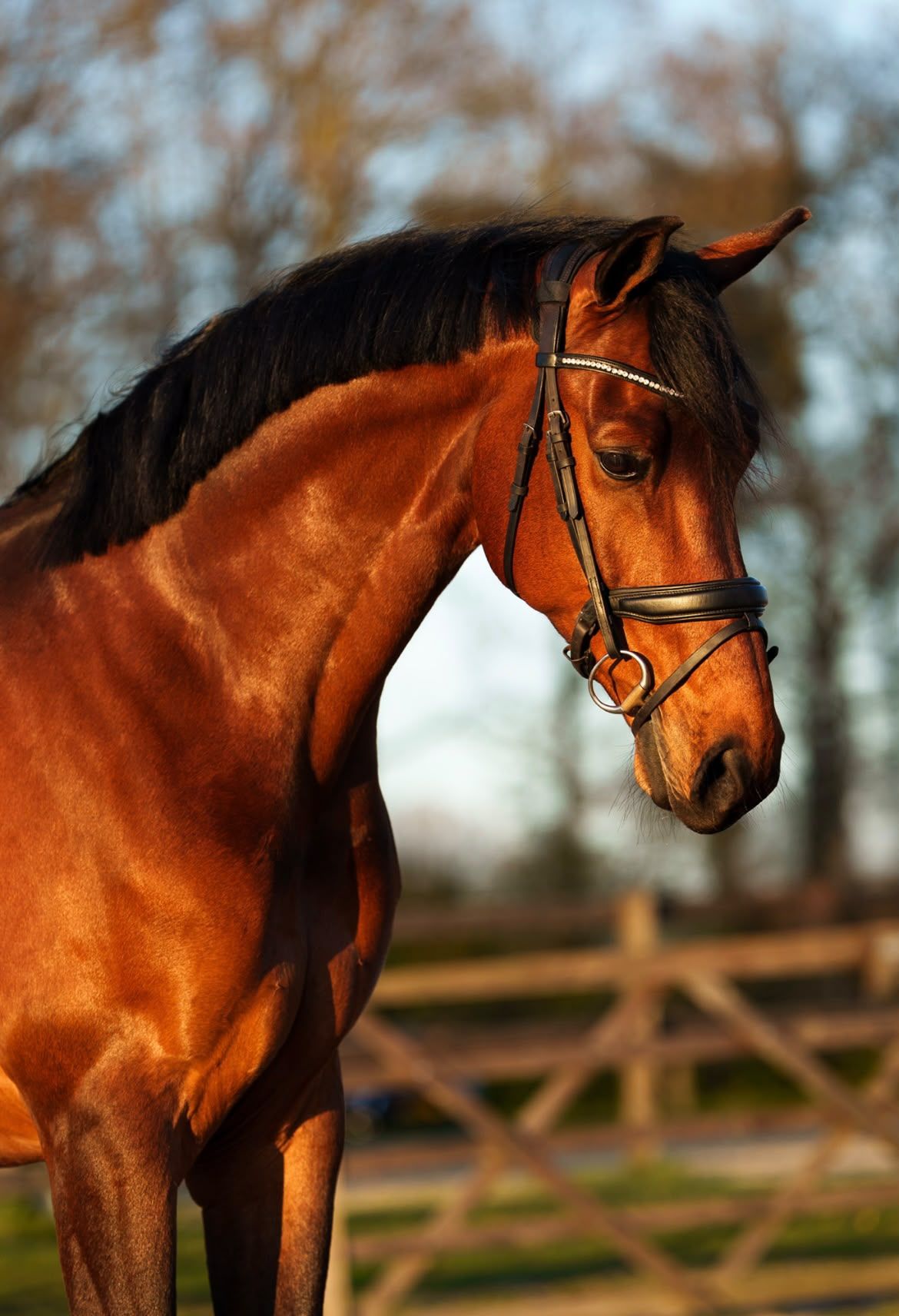 Stoere ruin met een gouden karakter!