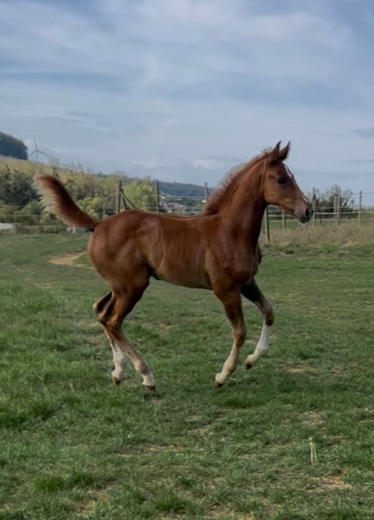 Filly by Kashmir van’t Schuttershof - Excelsior Optimus Z (Ermitage Kalone)