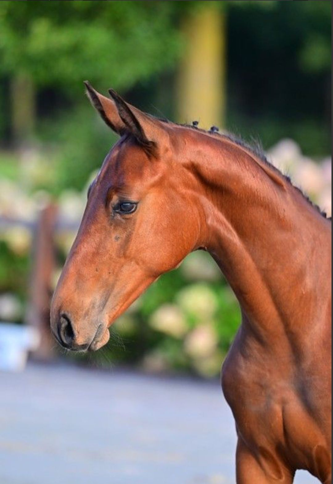 Promising colt