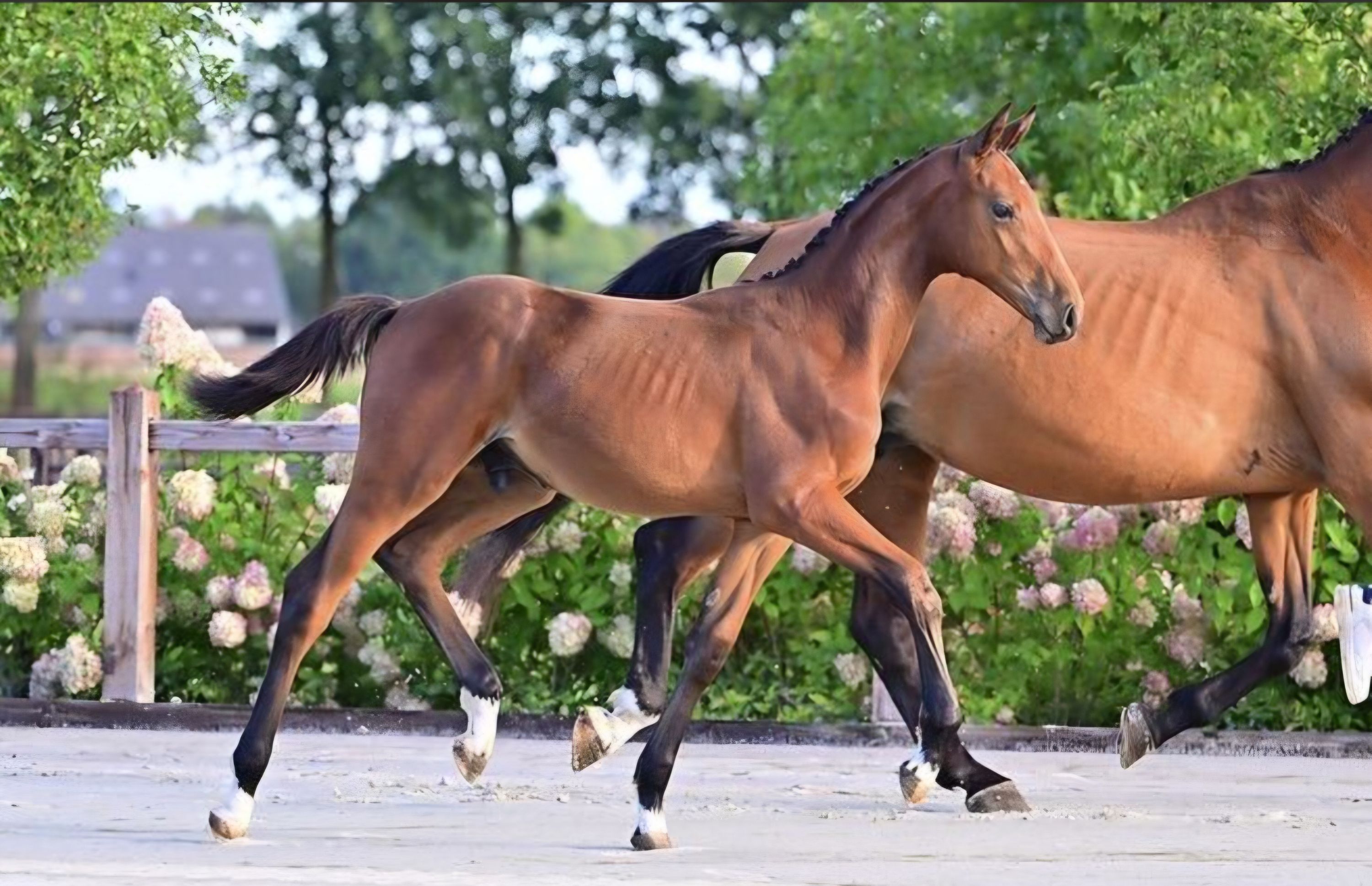 ander springpaard hengst 0 years old bruin for sale - Photo 2