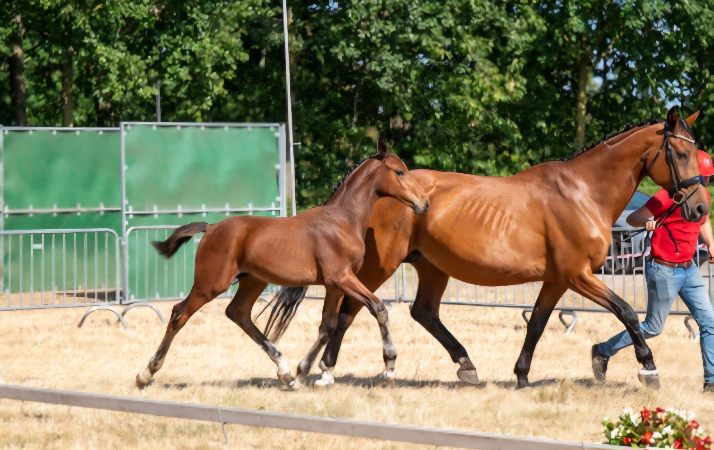 ander springpaard hengst 0 years old bruin for sale - Photo 5