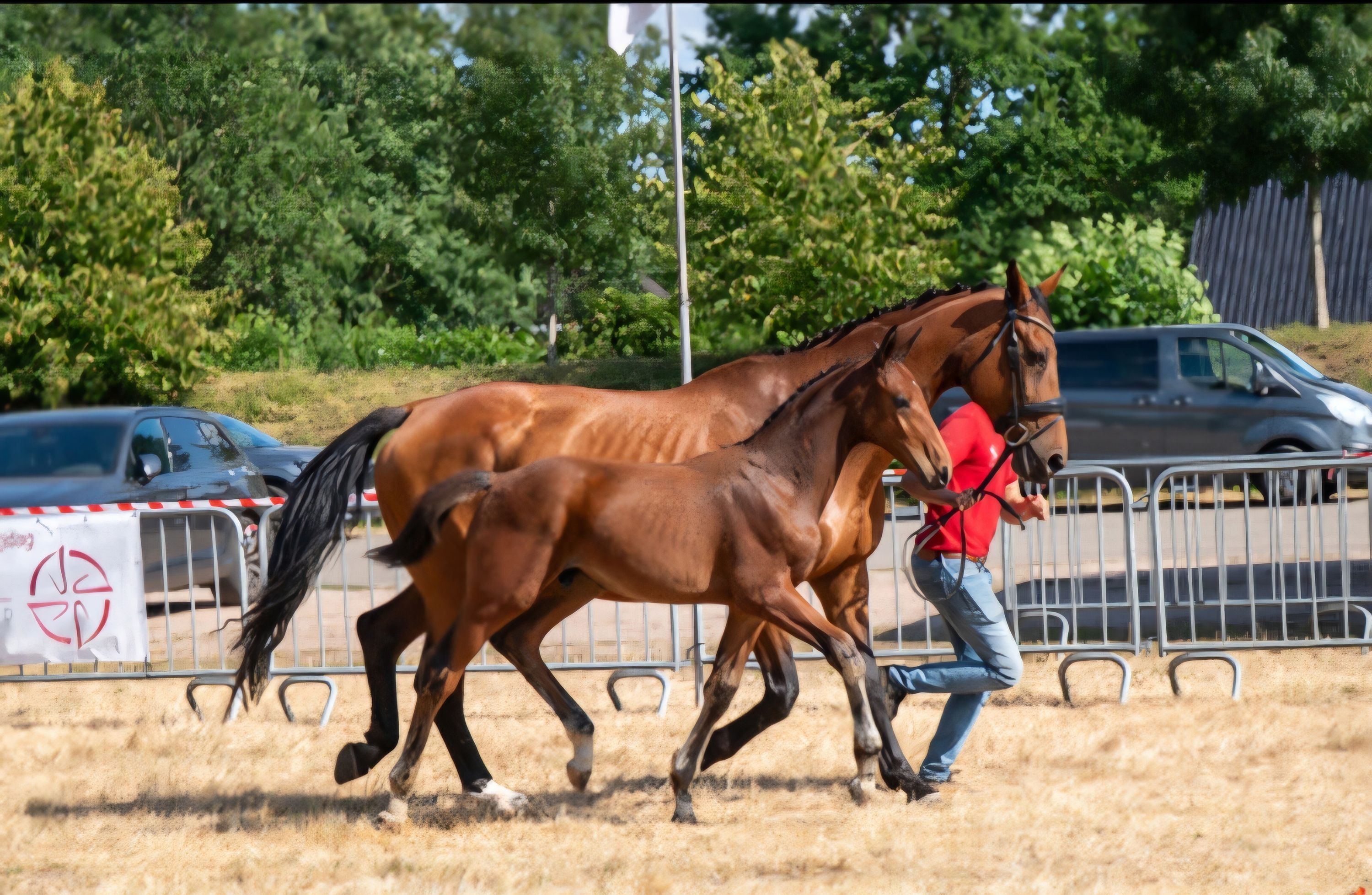 ander springpaard hengst 0 years old bruin for sale - Photo 3