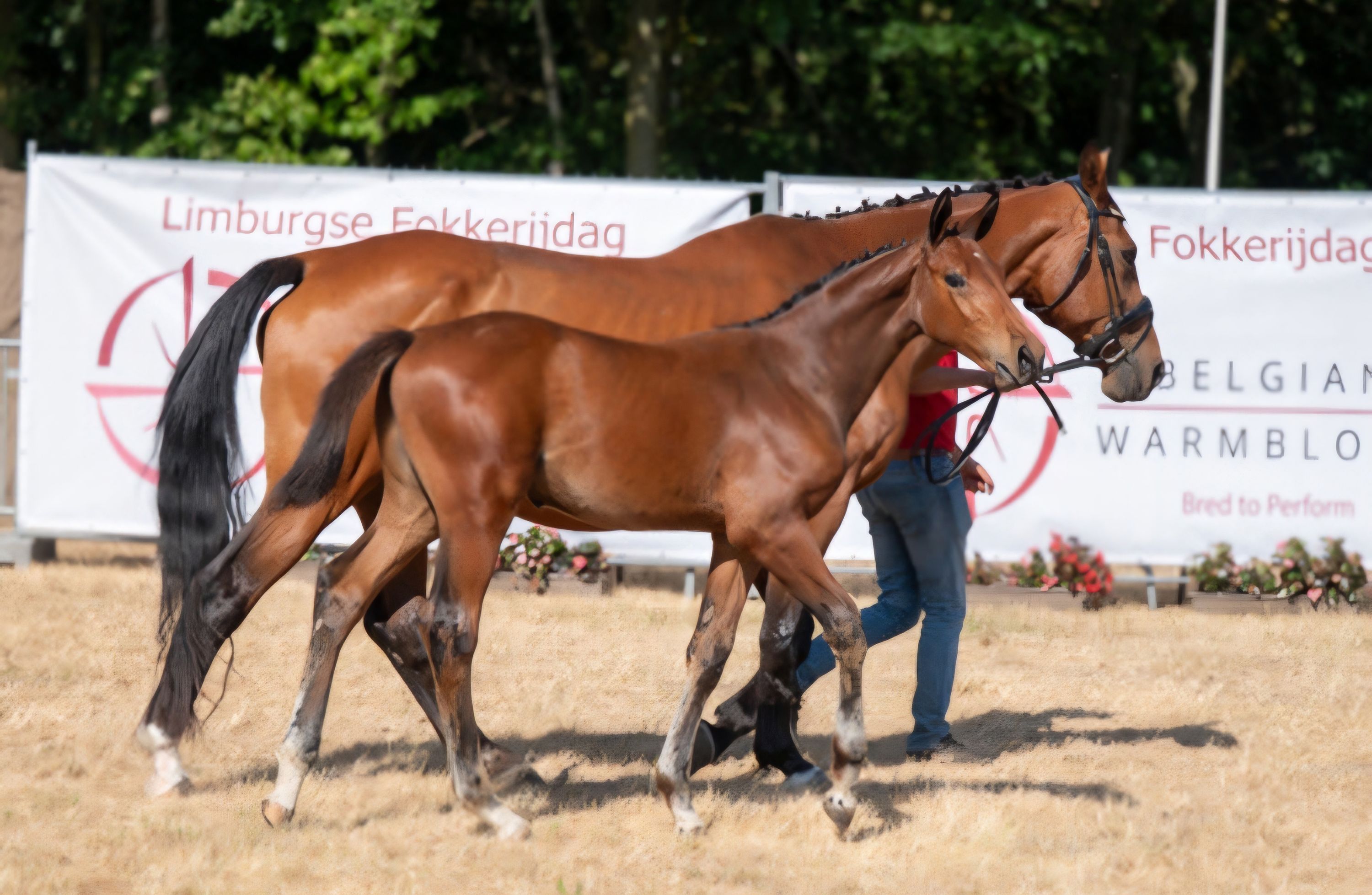 ander springpaard hengst 0 years old bruin for sale - Photo 6