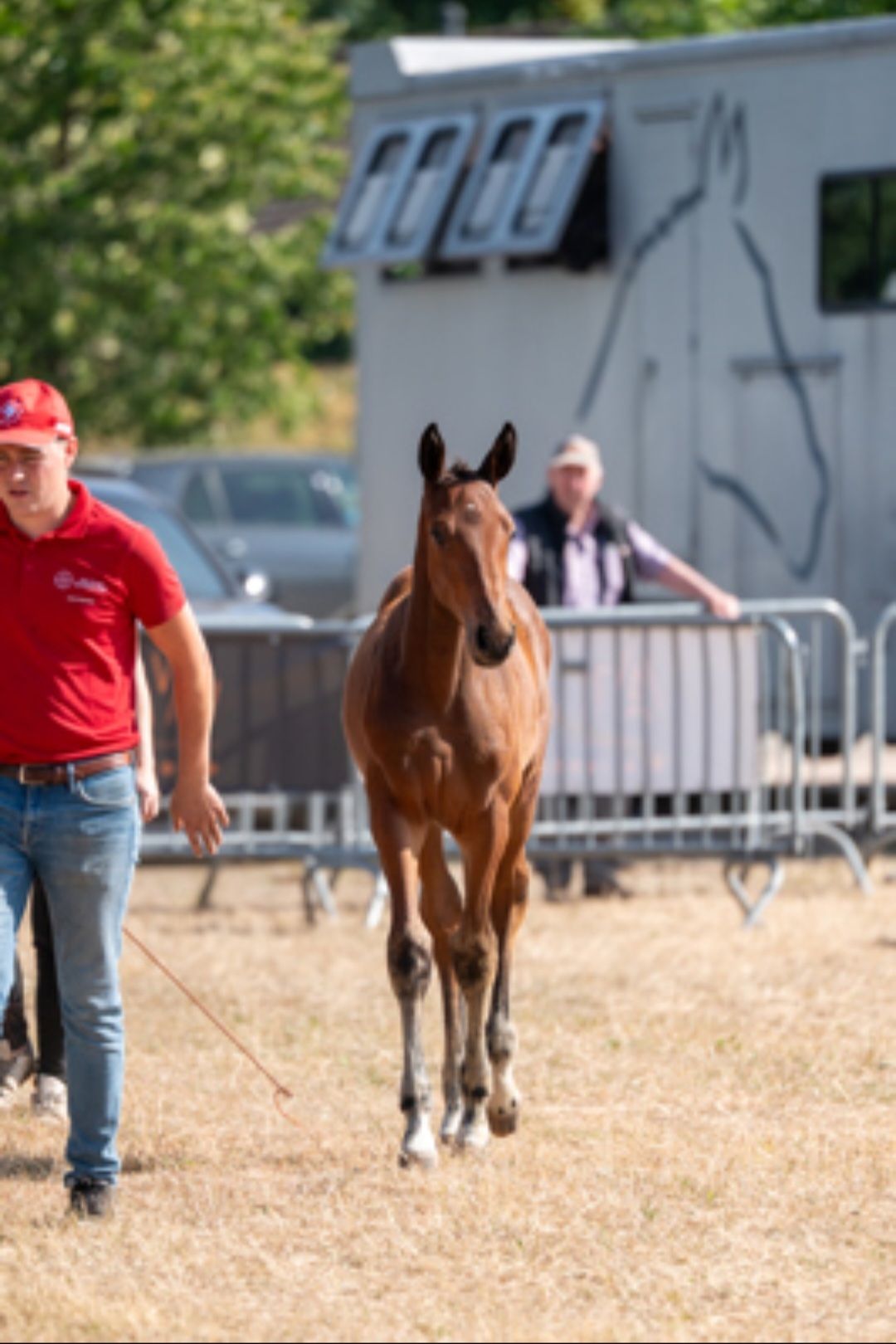 ander springpaard hengst 0 years old bruin for sale - Photo 4