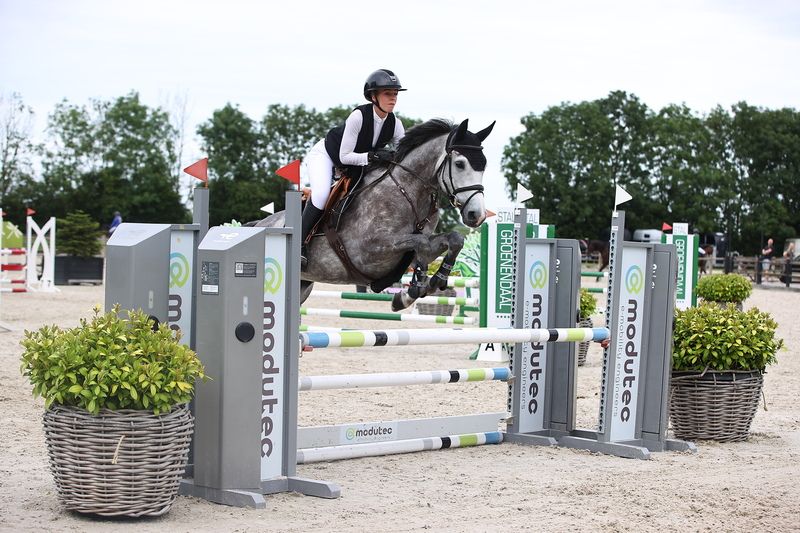 kwpn springpaard merrie 5 Jahre alt schimmel zu verkaufen - Foto 3