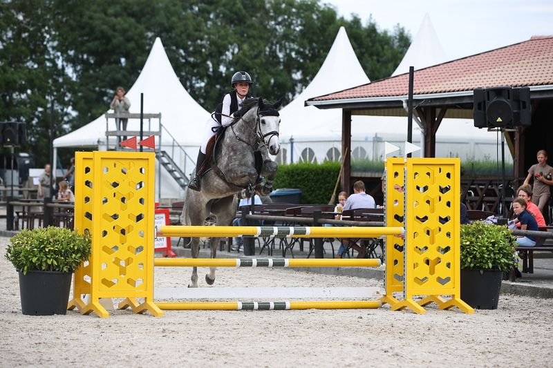 kwpn springpaard merrie 5 Jahre alt schimmel zu verkaufen - Foto 5