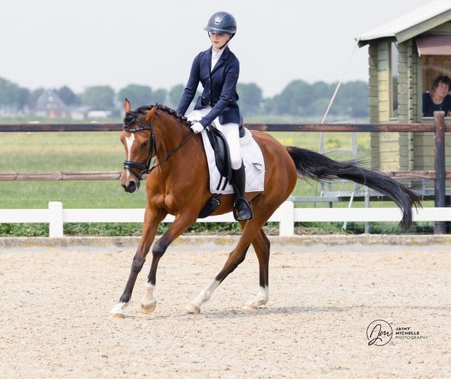 nrps allround-pony merrie 8 岁 bruin 出售 - 照片 2