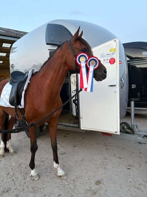 nrps allround-pony merrie 8 岁 bruin 出售 - 照片 3