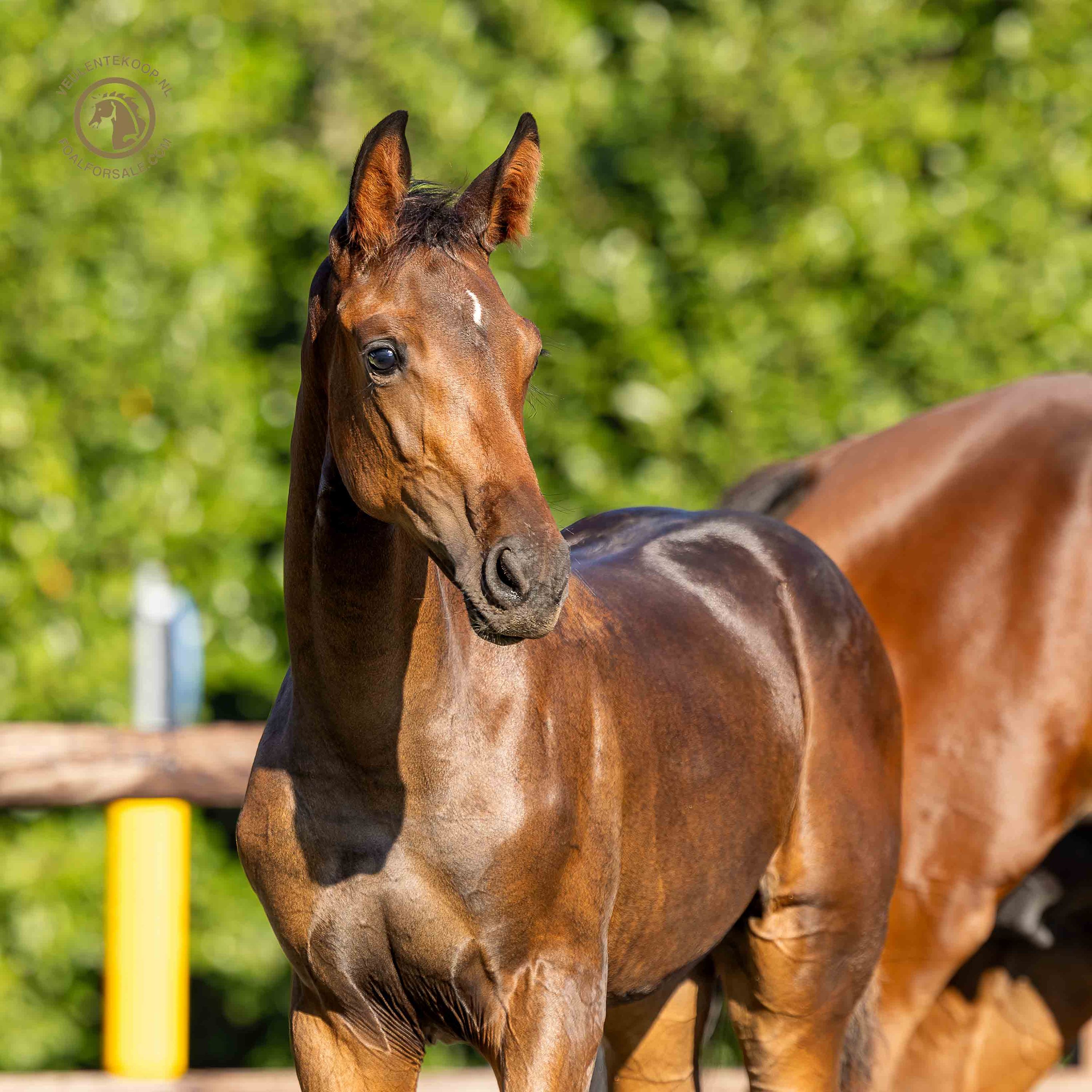 Kyton-Tochter aus Mutter von 3 gekörten Hengsten und Grand-Prix-Familie