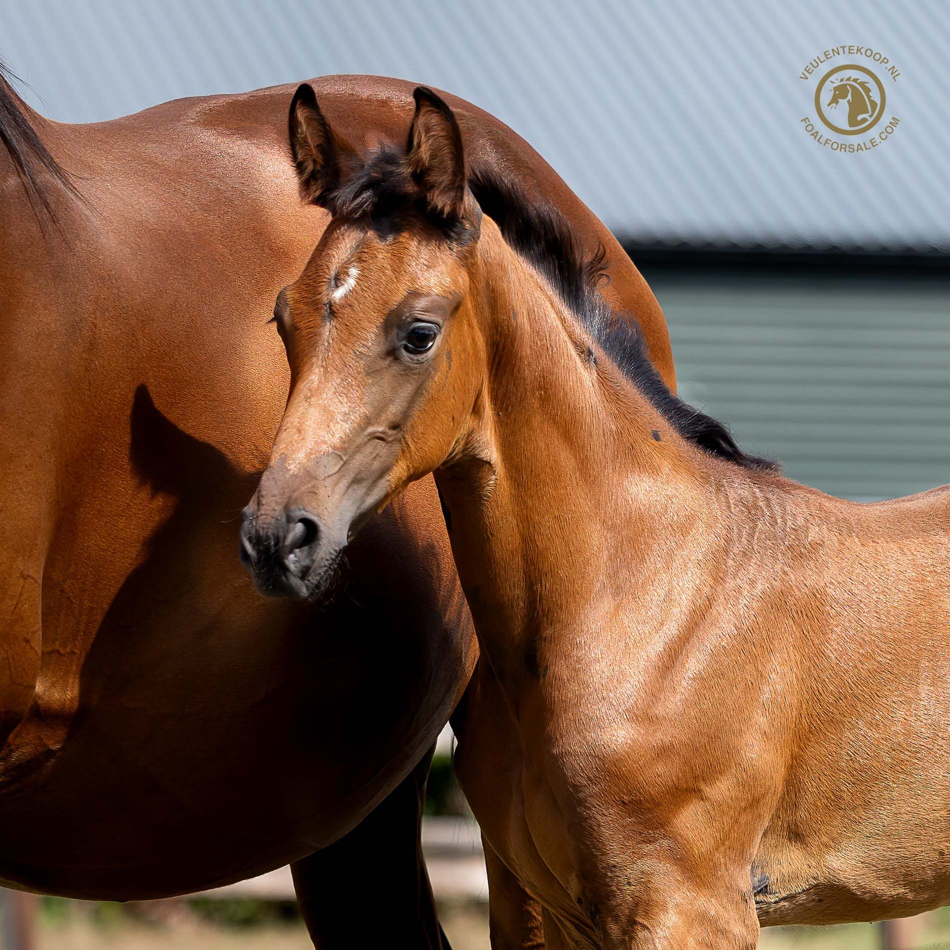 kwpn dressuurpaard merrie 0 years old donkerbruin for sale - Photo 2