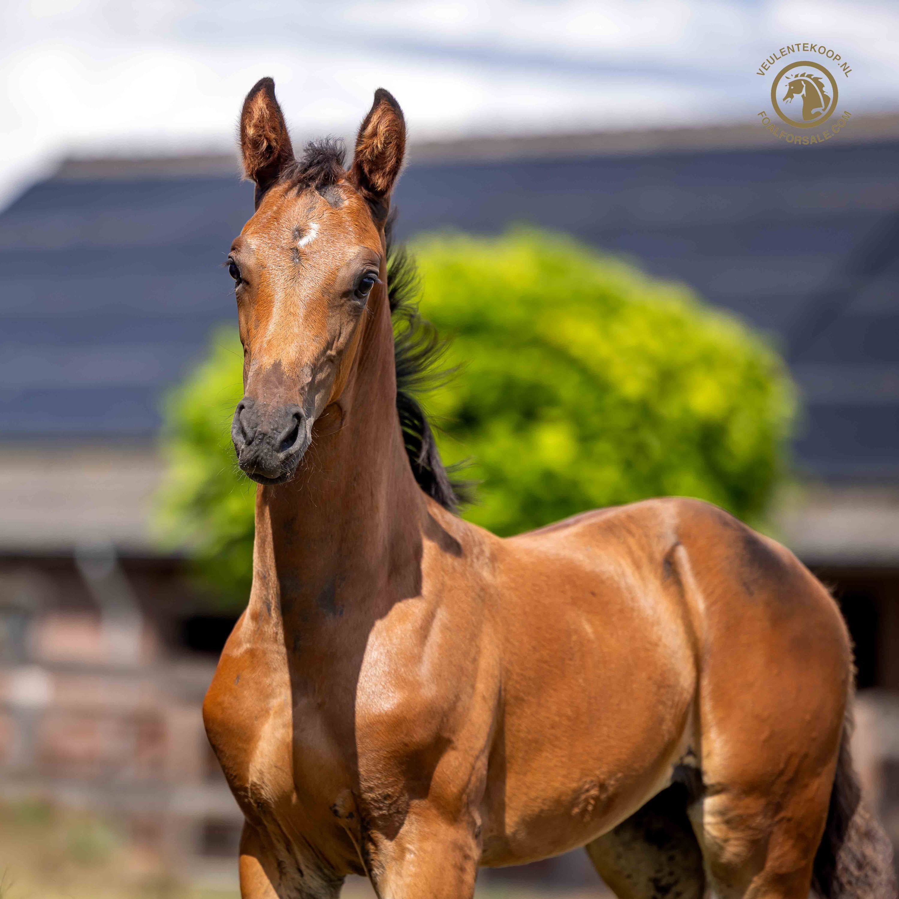 kwpn dressuurpaard merrie 0 years old donkerbruin for sale - Photo 4