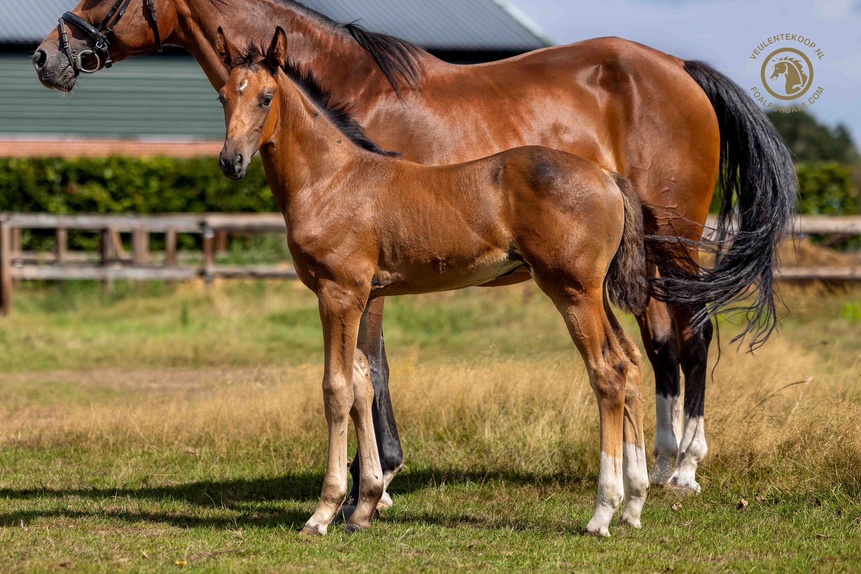 kwpn dressuurpaard merrie 0 years old donkerbruin for sale - Photo 3