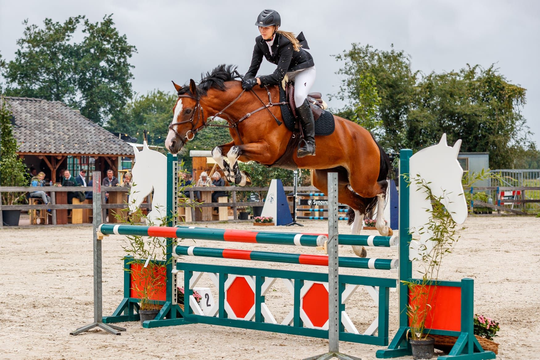 ⭐Zu verkaufen einzigartige 11-jährige Sportstute, vielseitiges Lehrpferd für den Umstieg vom Pony zum Pferd⭐