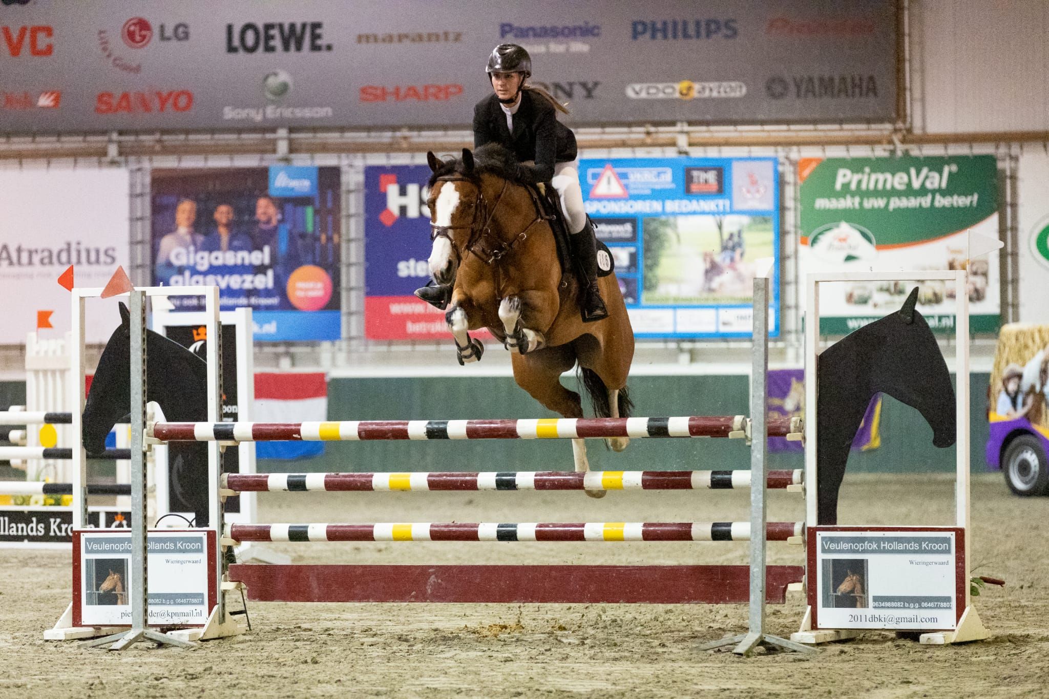 kwpn springpaard merrie 11 Jahre alt bruin zu verkaufen - Foto 4