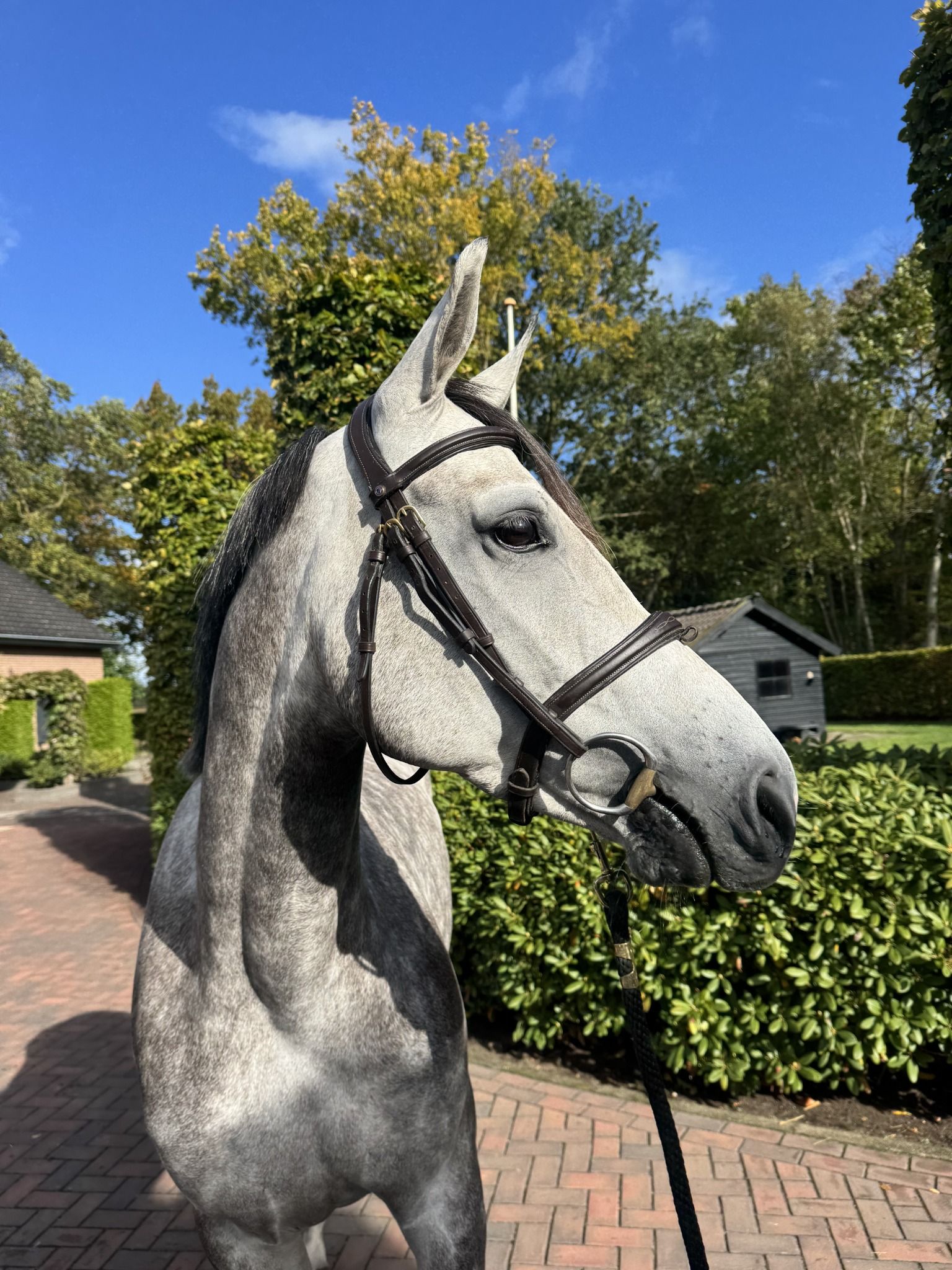 kwpn springpaard merrie 5 Jahre alt schimmel zu verkaufen - Foto 6