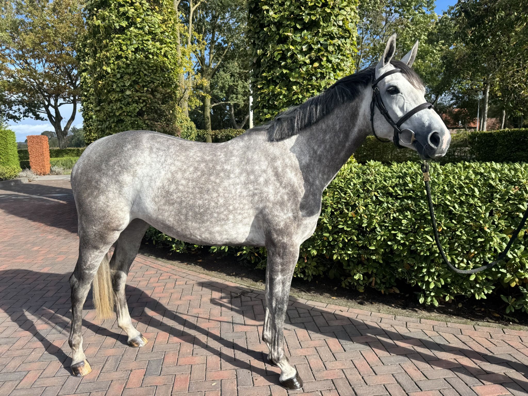 kwpn springpaard merrie 5 Jahre alt schimmel zu verkaufen - Foto 4