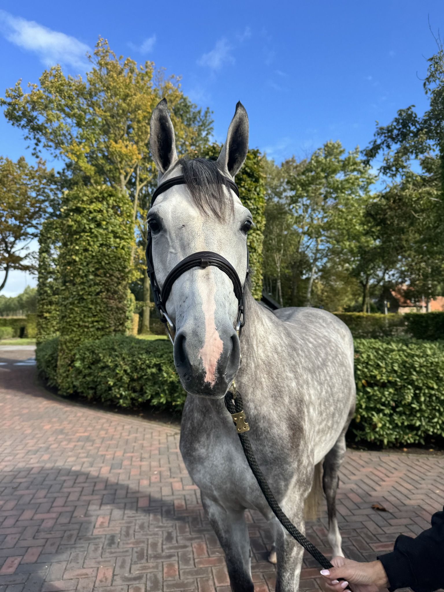 kwpn springpaard merrie 5 Jahre alt schimmel zu verkaufen - Foto 2
