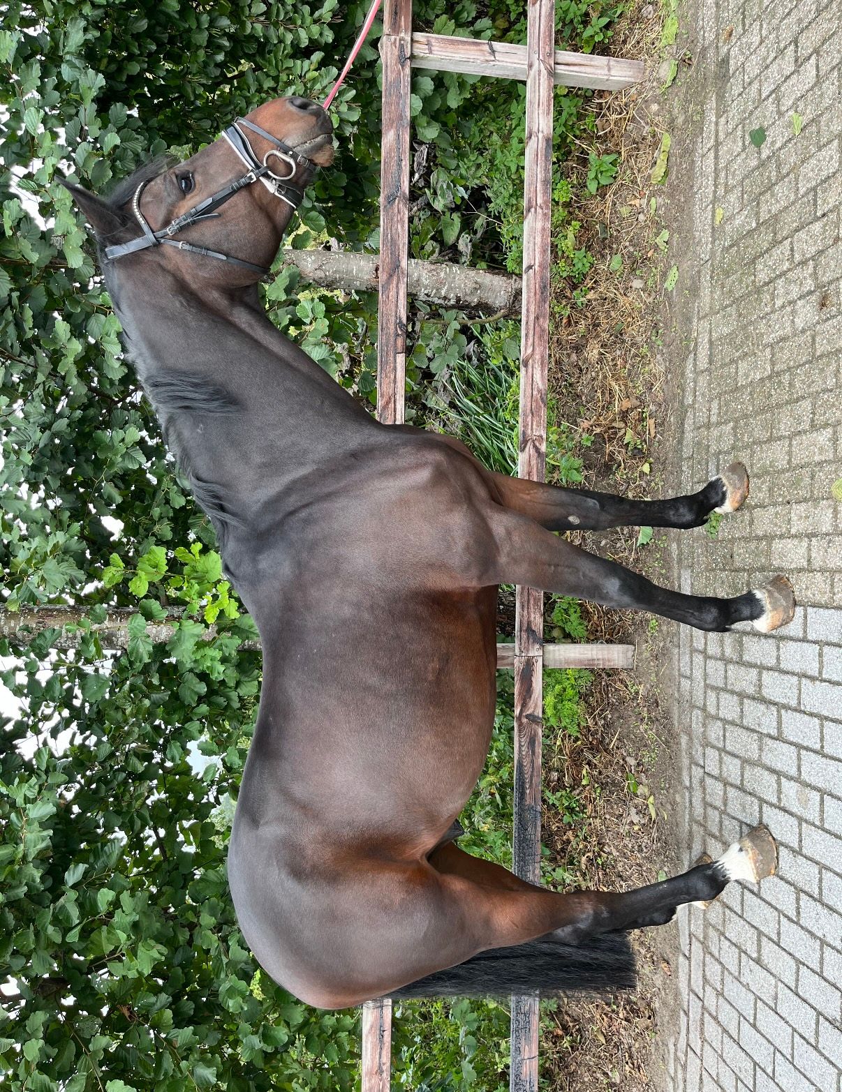 kwpn springpaard ruin 7 Jahre alt donkerbruin zu verkaufen - Foto 6
