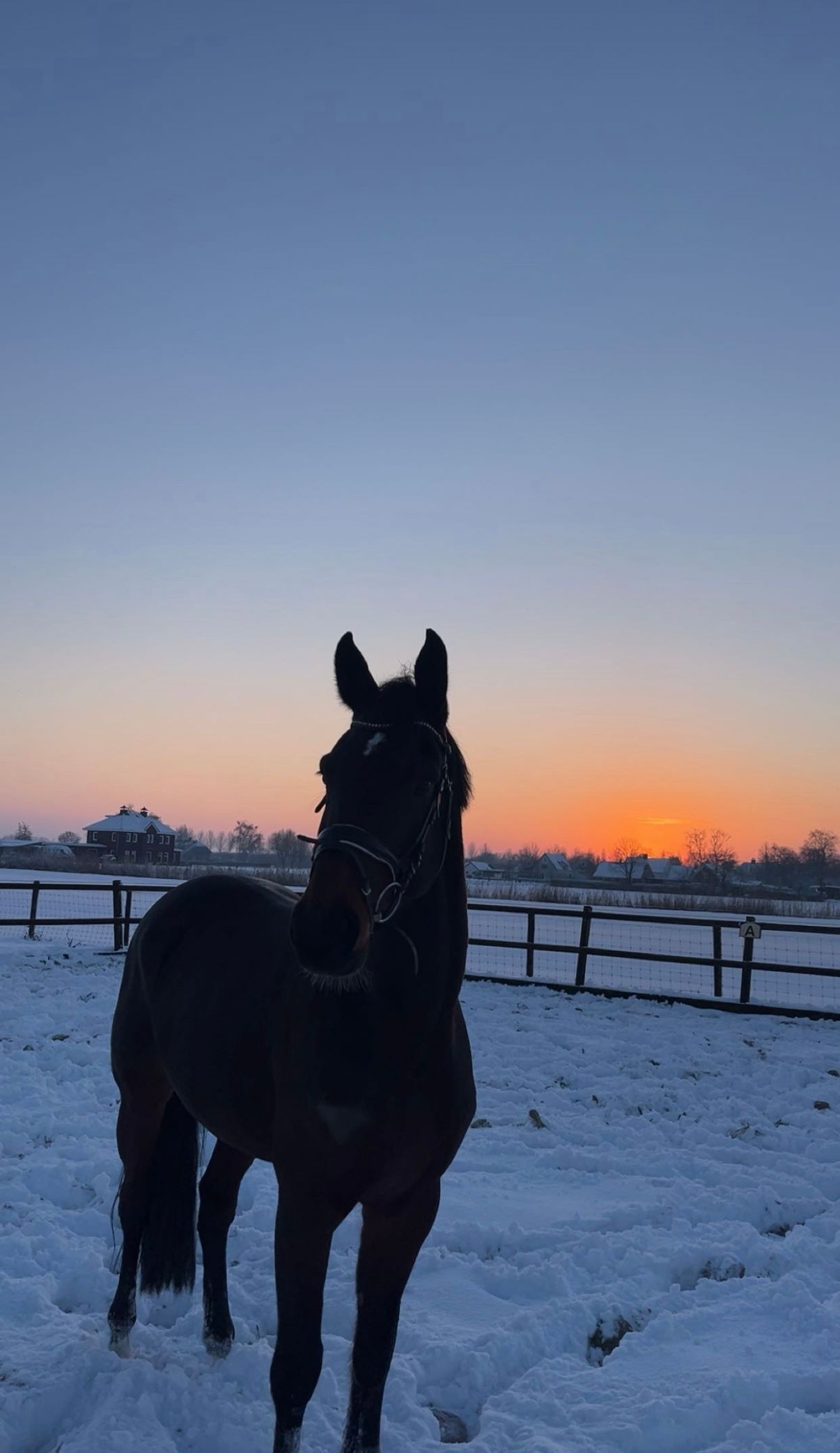 kwpn springpaard ruin 7 Jahre alt donkerbruin zu verkaufen - Foto 3
