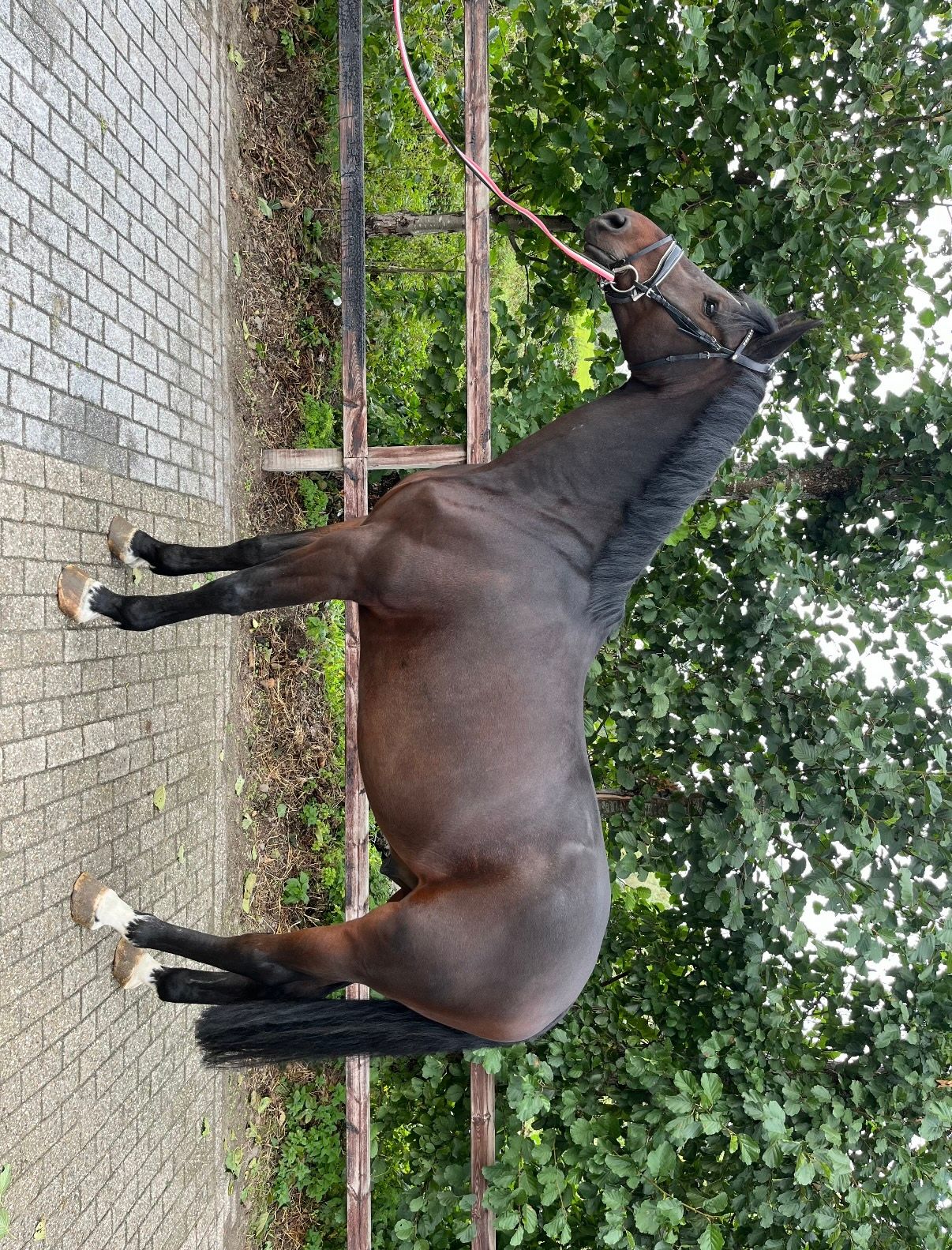 kwpn springpaard ruin 7 Jahre alt donkerbruin zu verkaufen - Foto 5