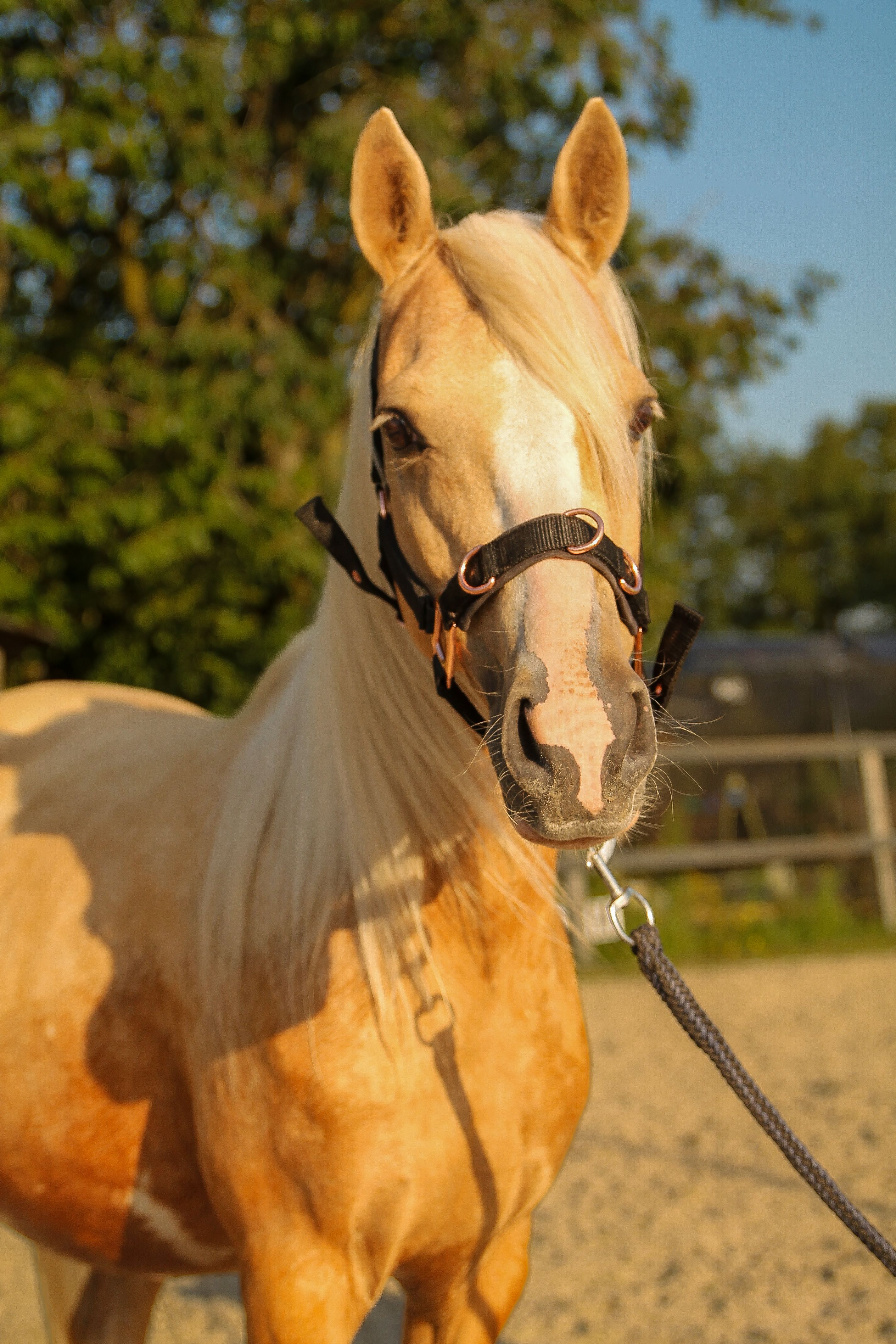 welsh allround-pony merrie 7 rokov palomino na predaj - Foto 3