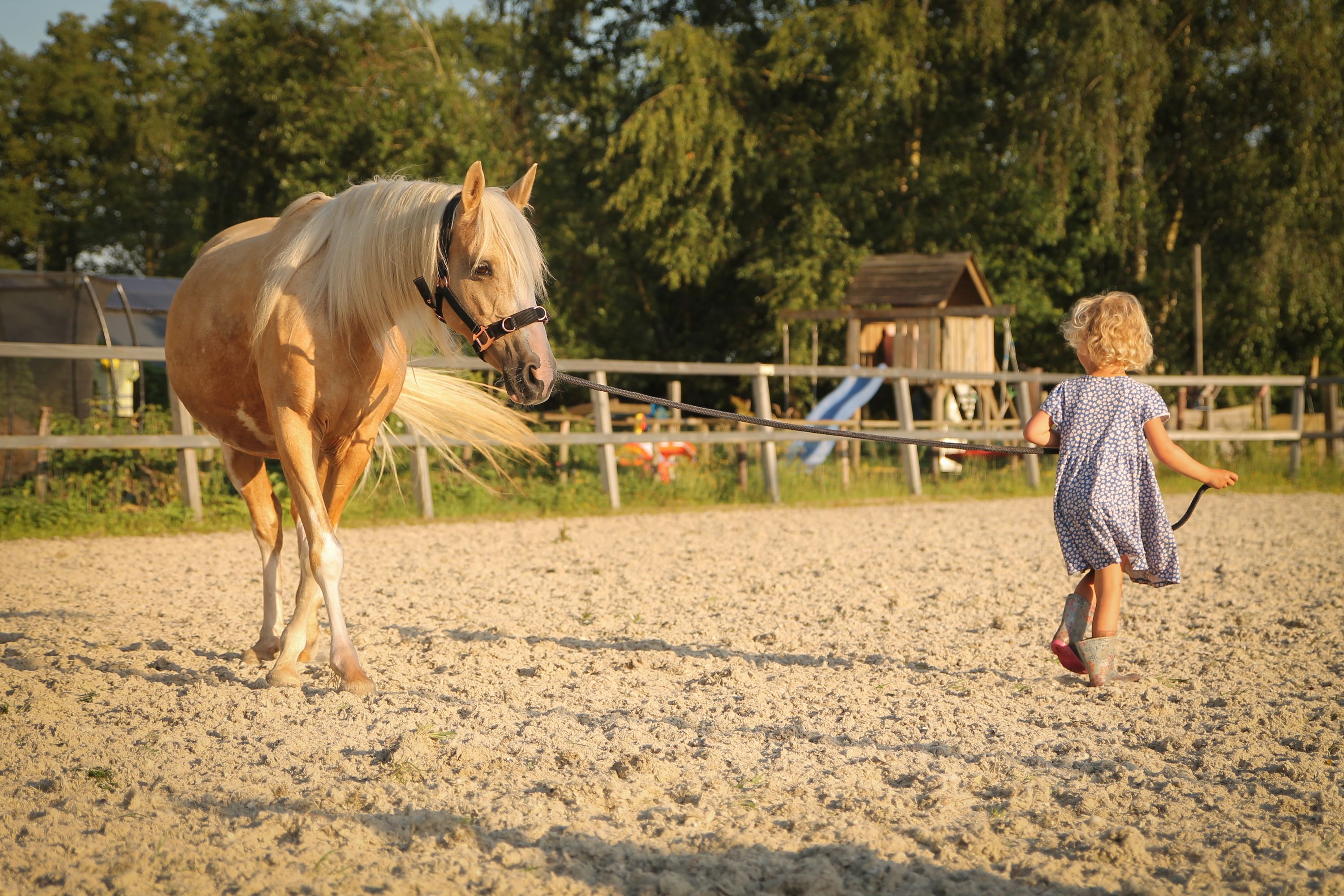 welsh allround-pony merrie 7 rokov palomino na predaj - Foto 4