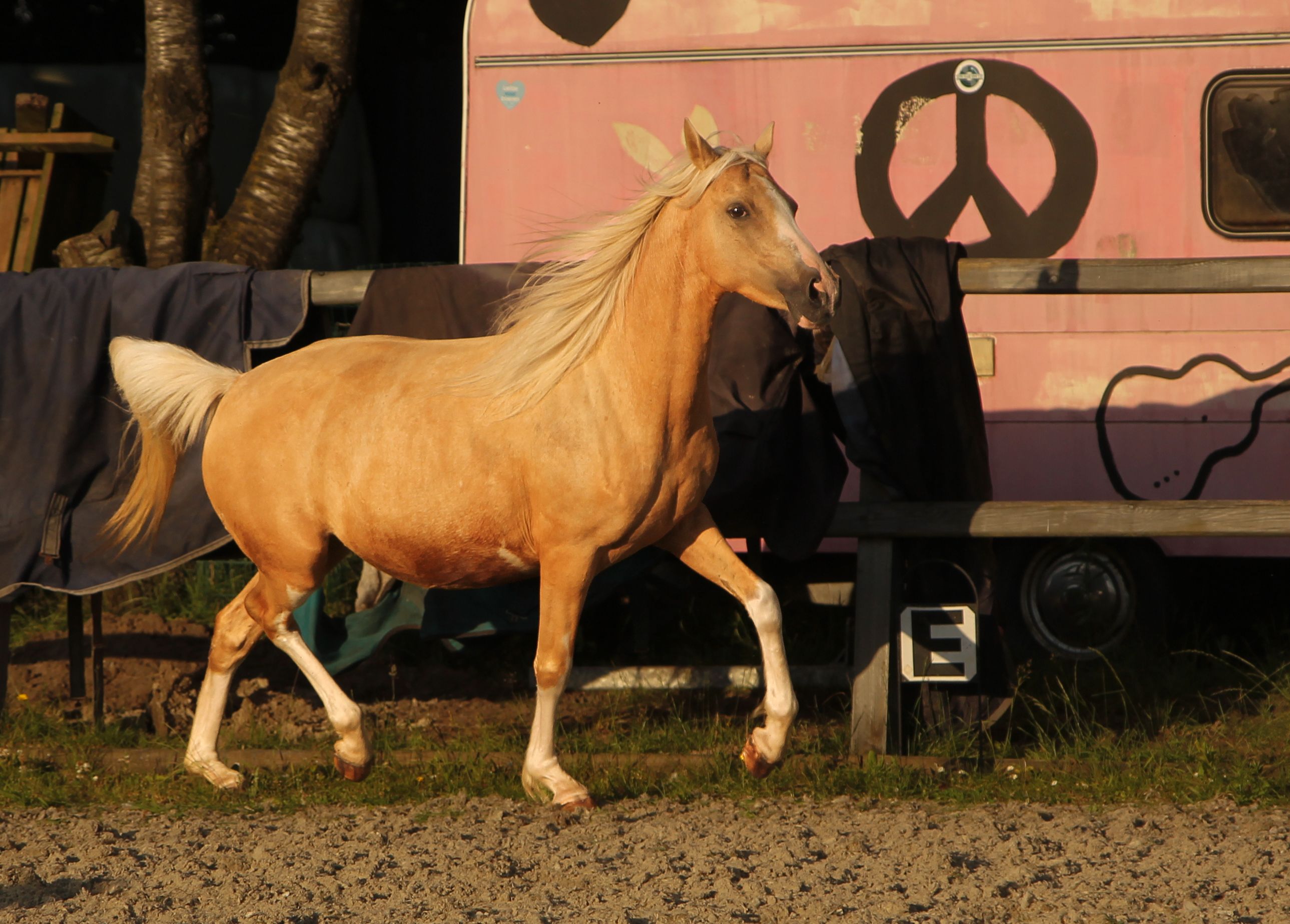 welsh allround-pony merrie 7 rokov palomino na predaj - Foto 2