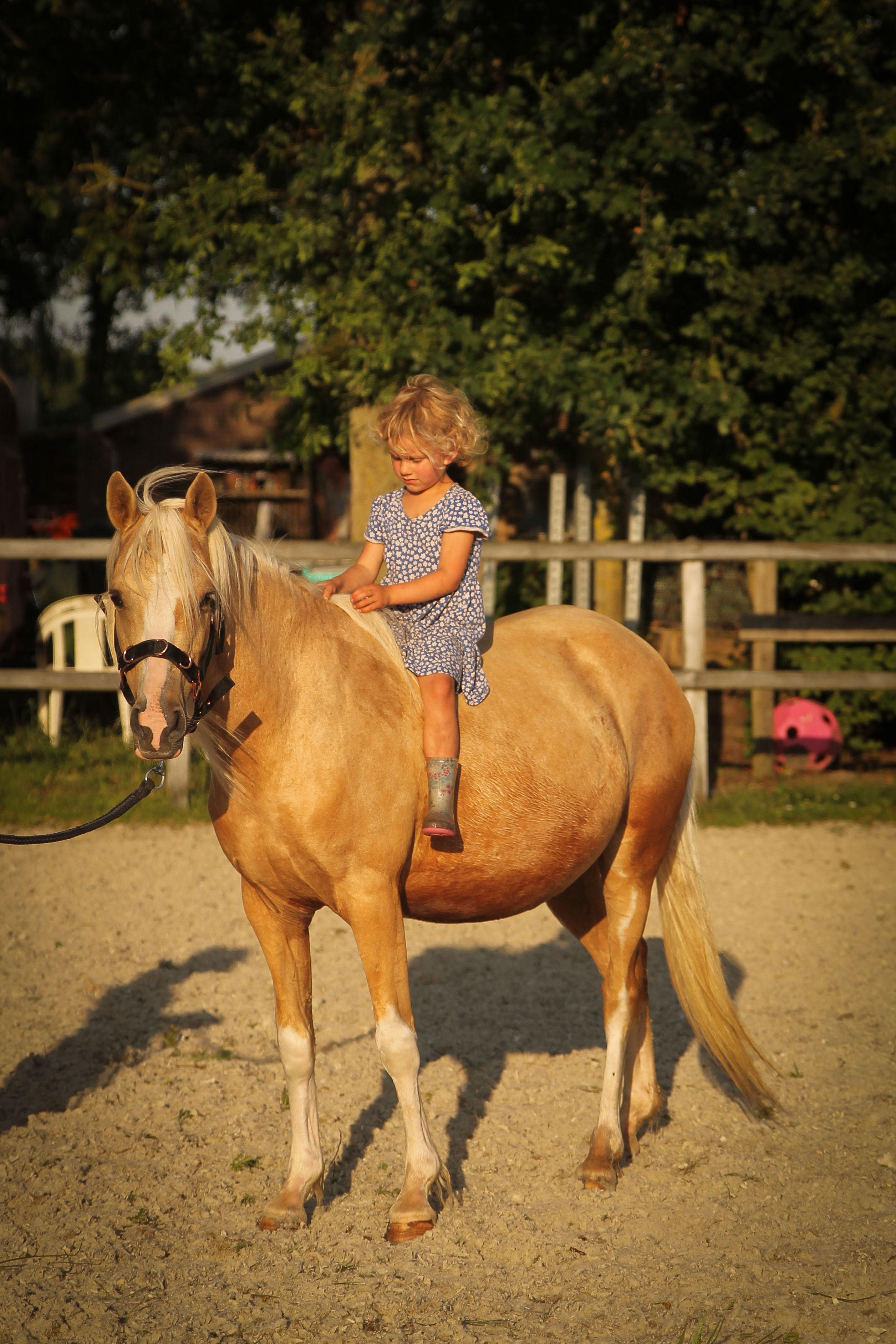 welsh allround-pony merrie 7 rokov palomino na predaj - Foto 6