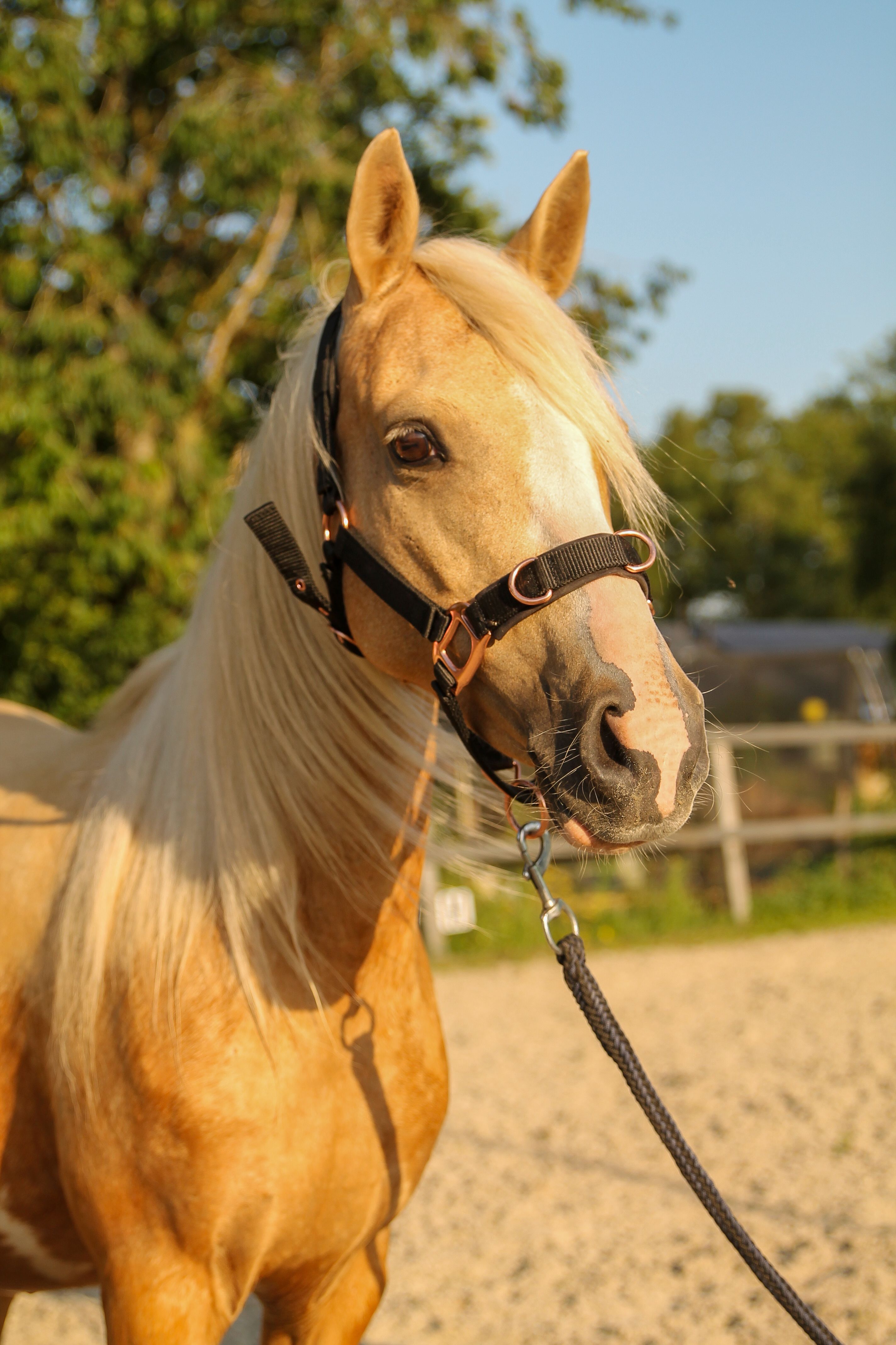 welsh allround-pony merrie 7 rokov palomino na predaj - Foto 5