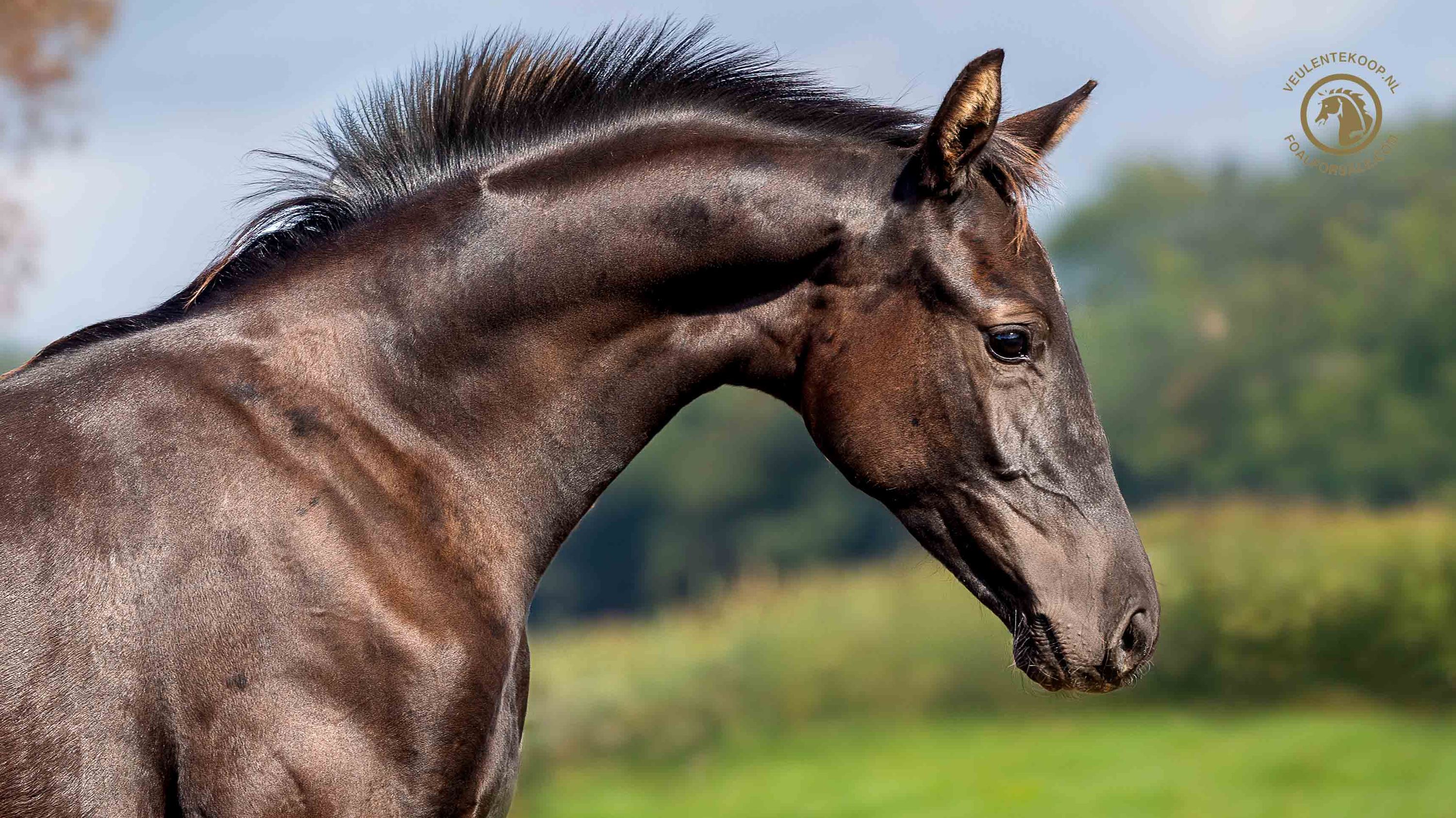 kwpn dressuurpaard merrie 0 Jahre alt zwart zu verkaufen - Foto 4
