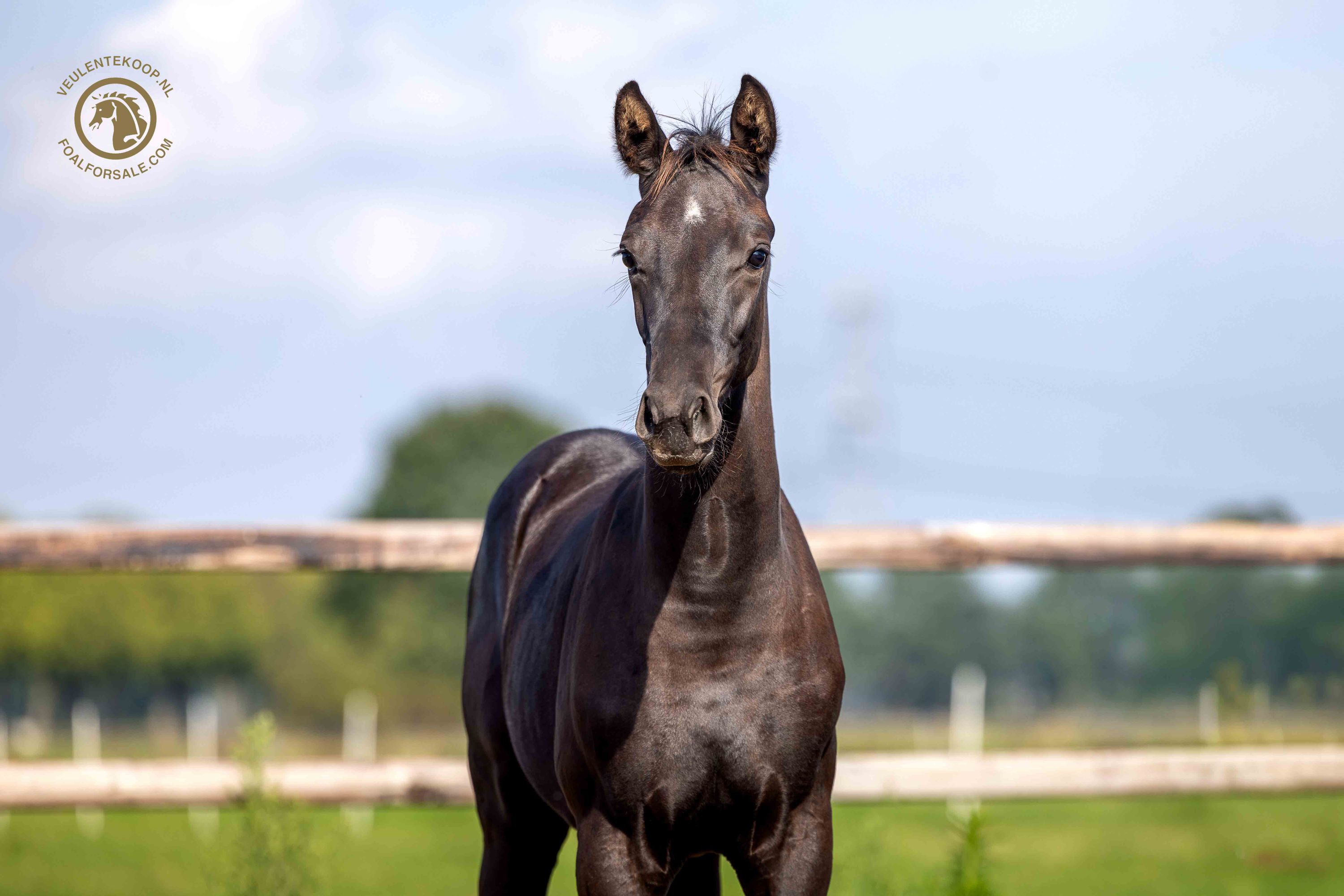 kwpn dressuurpaard merrie 0 Jahre alt zwart zu verkaufen - Foto 3