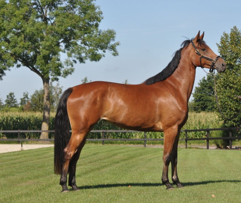 kwpn dressuurpaard merrie 3 år kastanje till salu - Foto 4