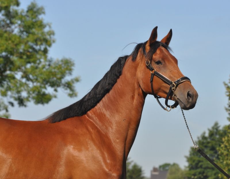 kwpn dressuurpaard merrie 3 år kastanje till salu - Foto 3